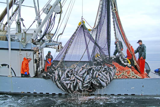 A net bulges with pink and chum salmon on the Southeast seiner Miss Sherri in this Juneau Empire file photo. The 2013 salmon harvest was a record for the state at nearly 270 million fish, which included a record 218.5 million pink salmon.-Morris News Service file photo