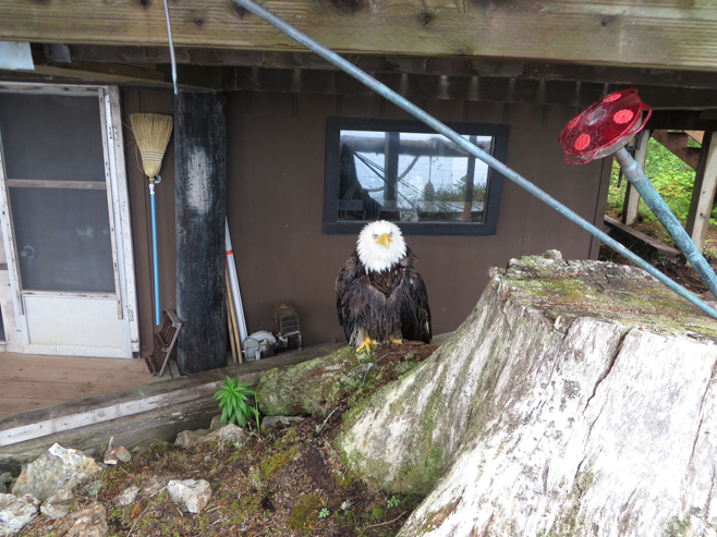 Until rescuers arrive, the eagle stays near Simon’s cabin.-Photo by Marion Simon