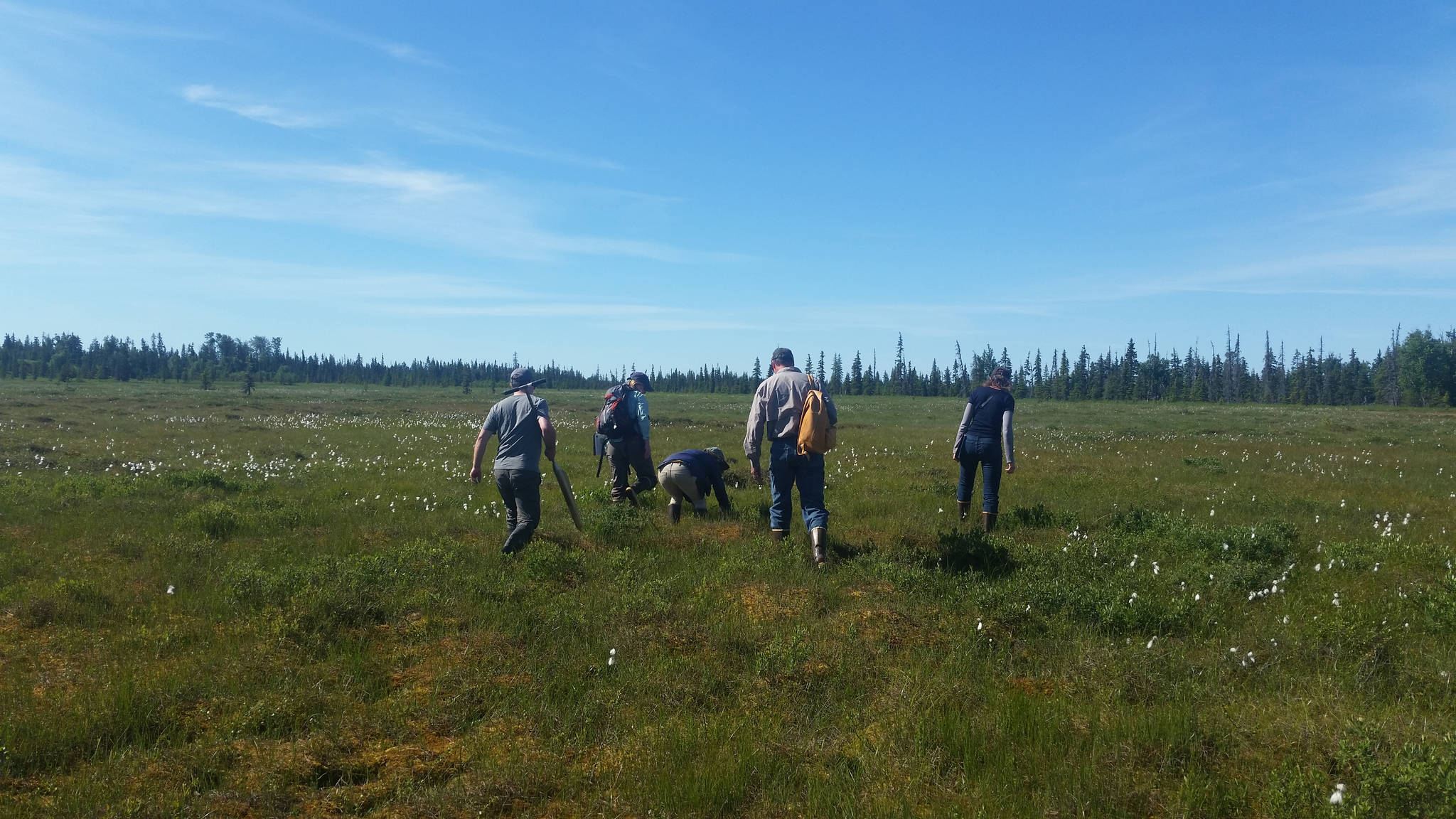 Workshop participants make their way into some peatlands near Anchor Point, Alaska for a field demonstration on July 18, 2018. (Photo by Mira Klein)