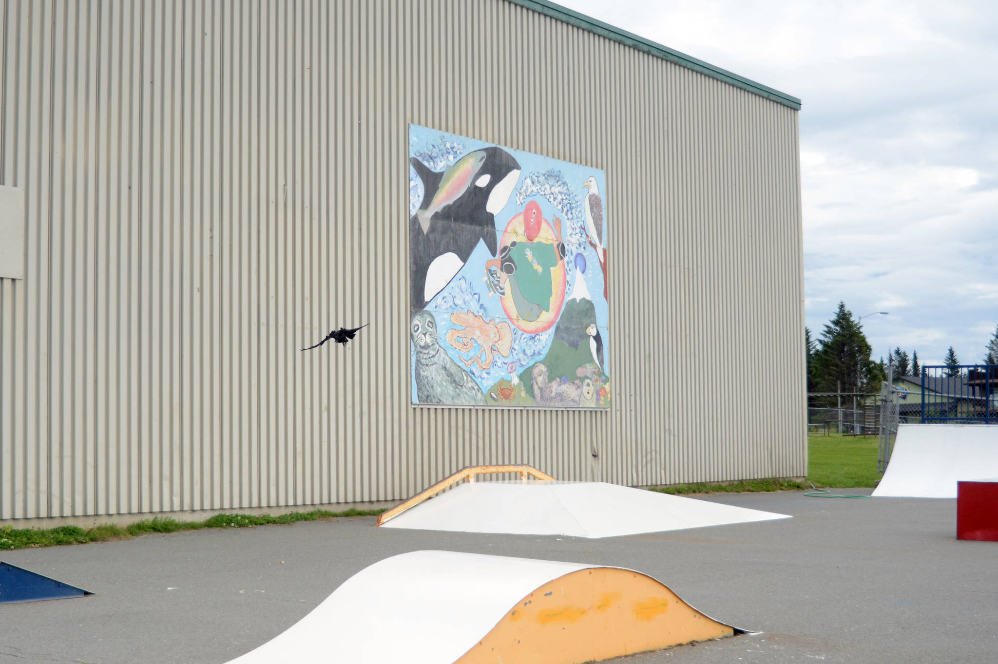 A crow flies over freshly painted ramp at the Homer Skate Park by the Homer Educational and Recreational Complex in Homer, Alaska. Members of the Homer Elks Lodge painted the ramps on Saturday, July 28, 2018. (Photo by Michael Armstrong/Homer News)