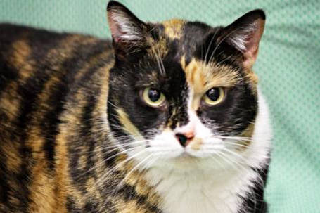 Pet of the Week: Thelma