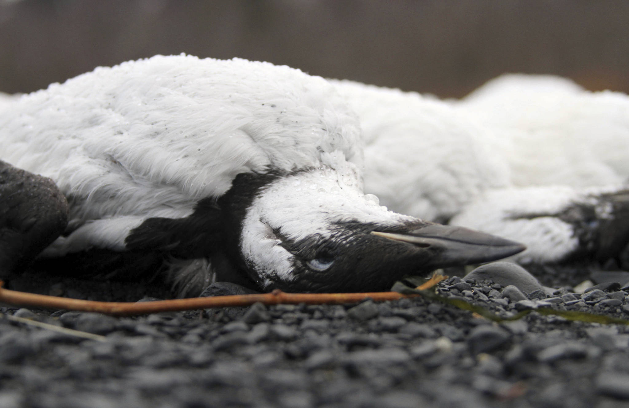 Seabird die-offs may be connected to warming ocean