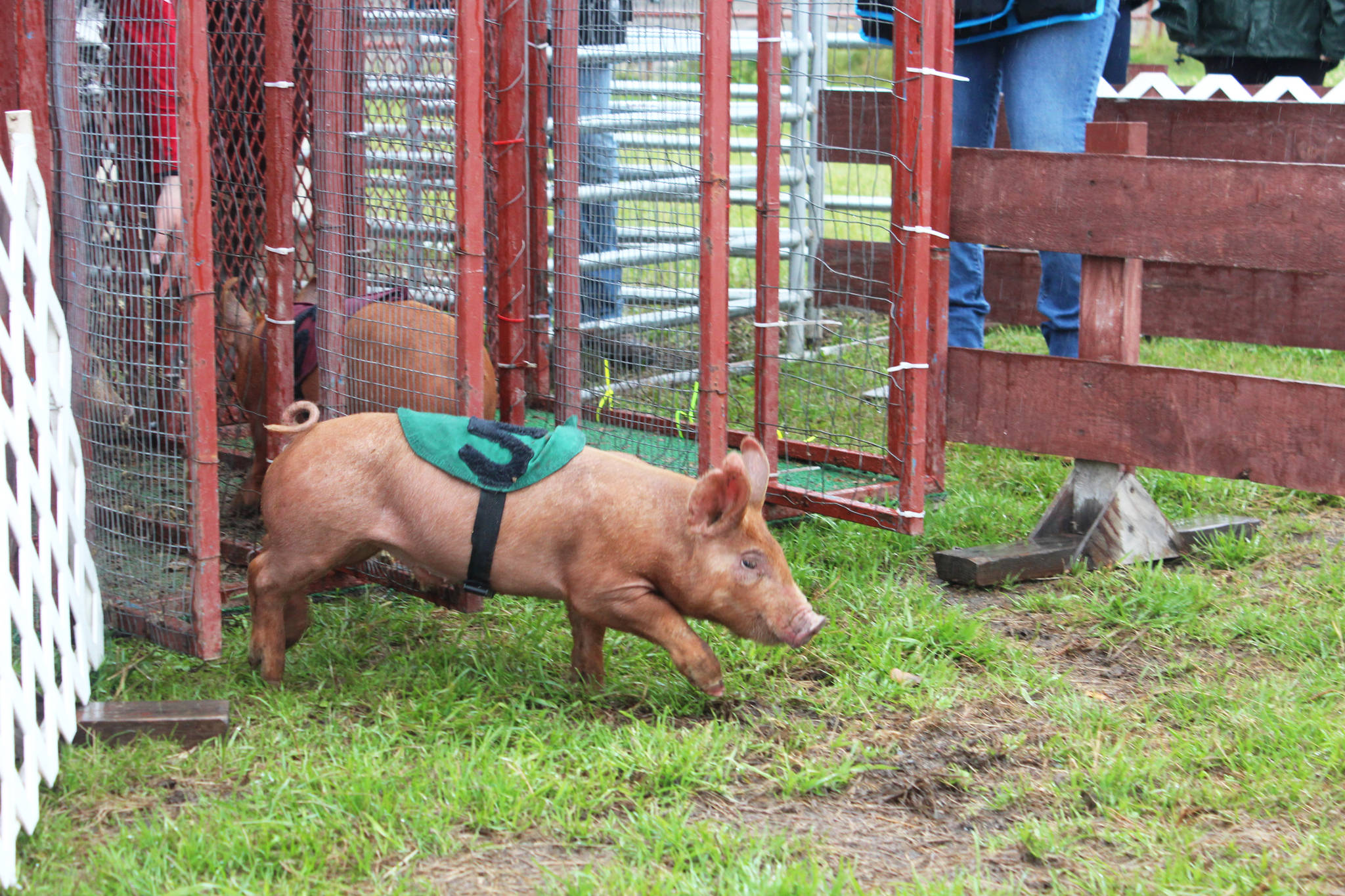 One of the pigs in Friday’s pig races, “Jake,” sponsored by State Farm, takes off from the gate on Friday, Aug. 18, 2017 at the Kenai Peninsula Fair in Ninilchik, Alaska. Members of the surrounding crowd placed bets on their favored pig, with all the money going to support the fair. (Photo by Megan Pacer/Homer News)