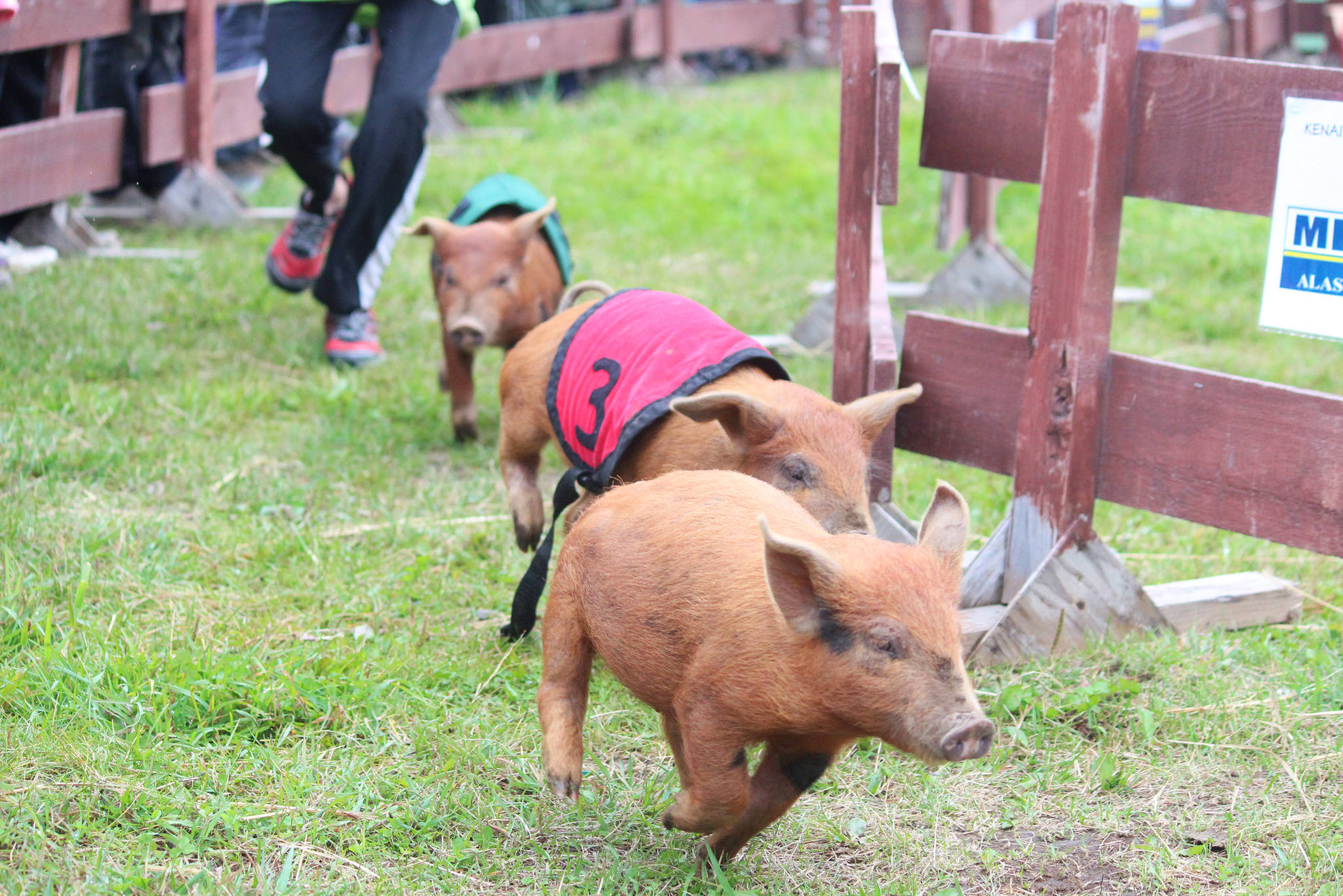 Pigs run through a circular course, chased by a young volunteer, during the pig races, held every year at the Kenai Peninsula Fair, on Saturday, Aug. 18, 2018 at the fairgrounds in Ninilchik, Alaska. (Photo by Megan Pacer/Homer News)