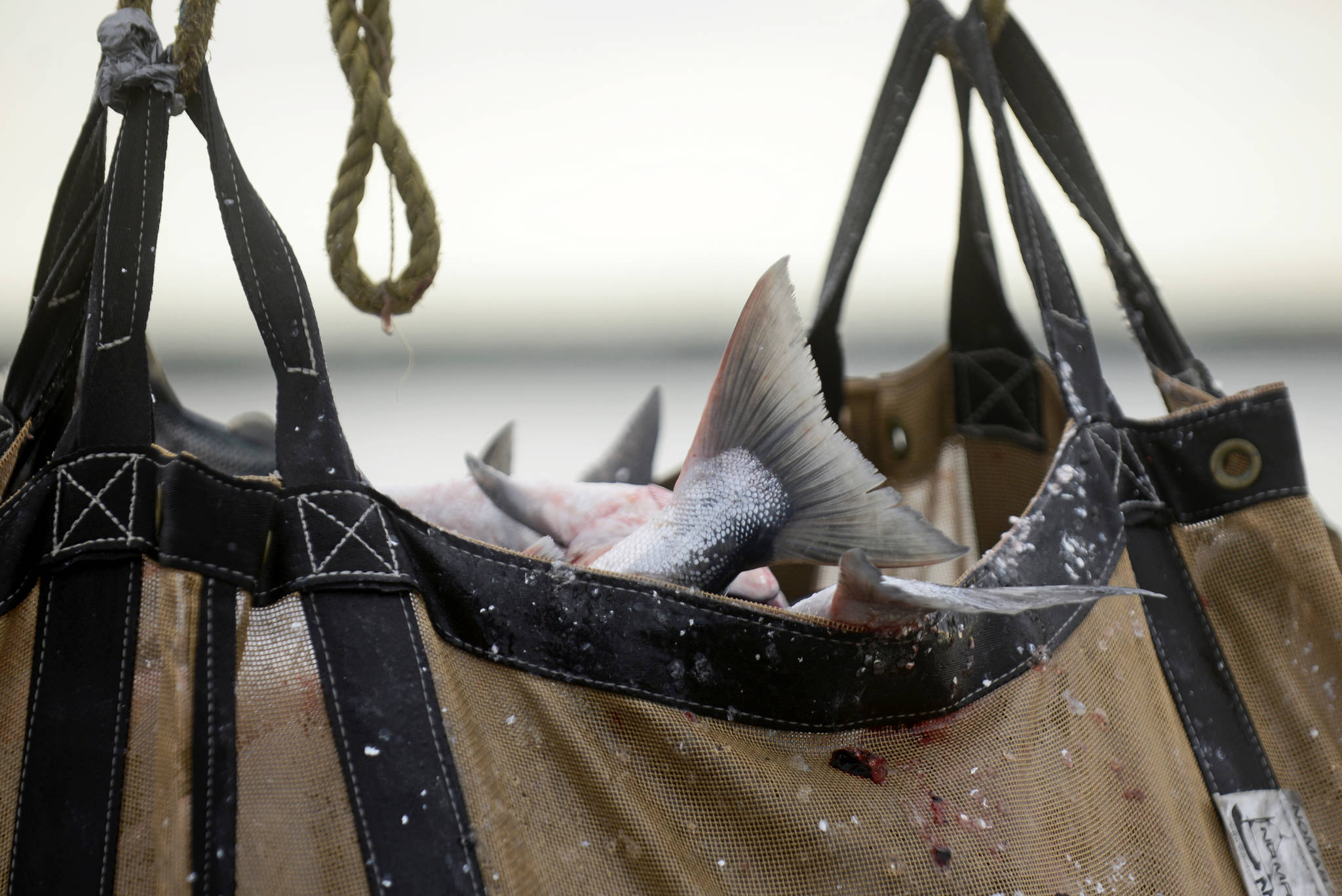 <span class="neFMT neFMT_PhotoCredit">Clarion file photo</span>                                A brailer bag full of commercially-caught salmon is hoisted up to the Snug Harbor Seafoods dock for processing on Thursday, July 12 in Kenai.