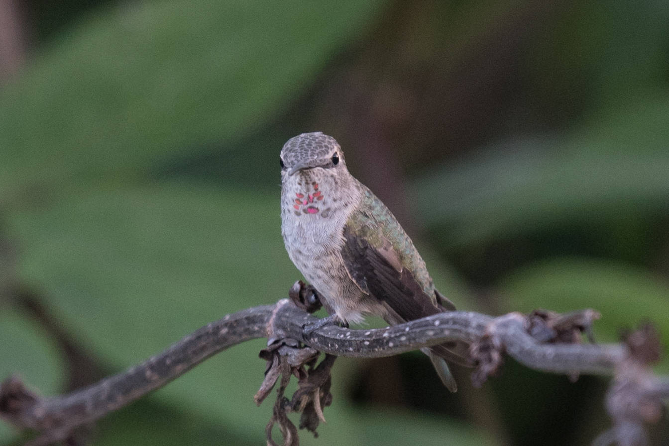 An Anna’s hummingbird. (Photo by Aaron Lang)