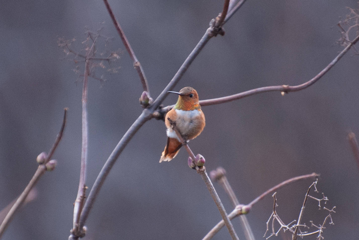 A rufous hummingbird. (Photo by Aaron Lang)