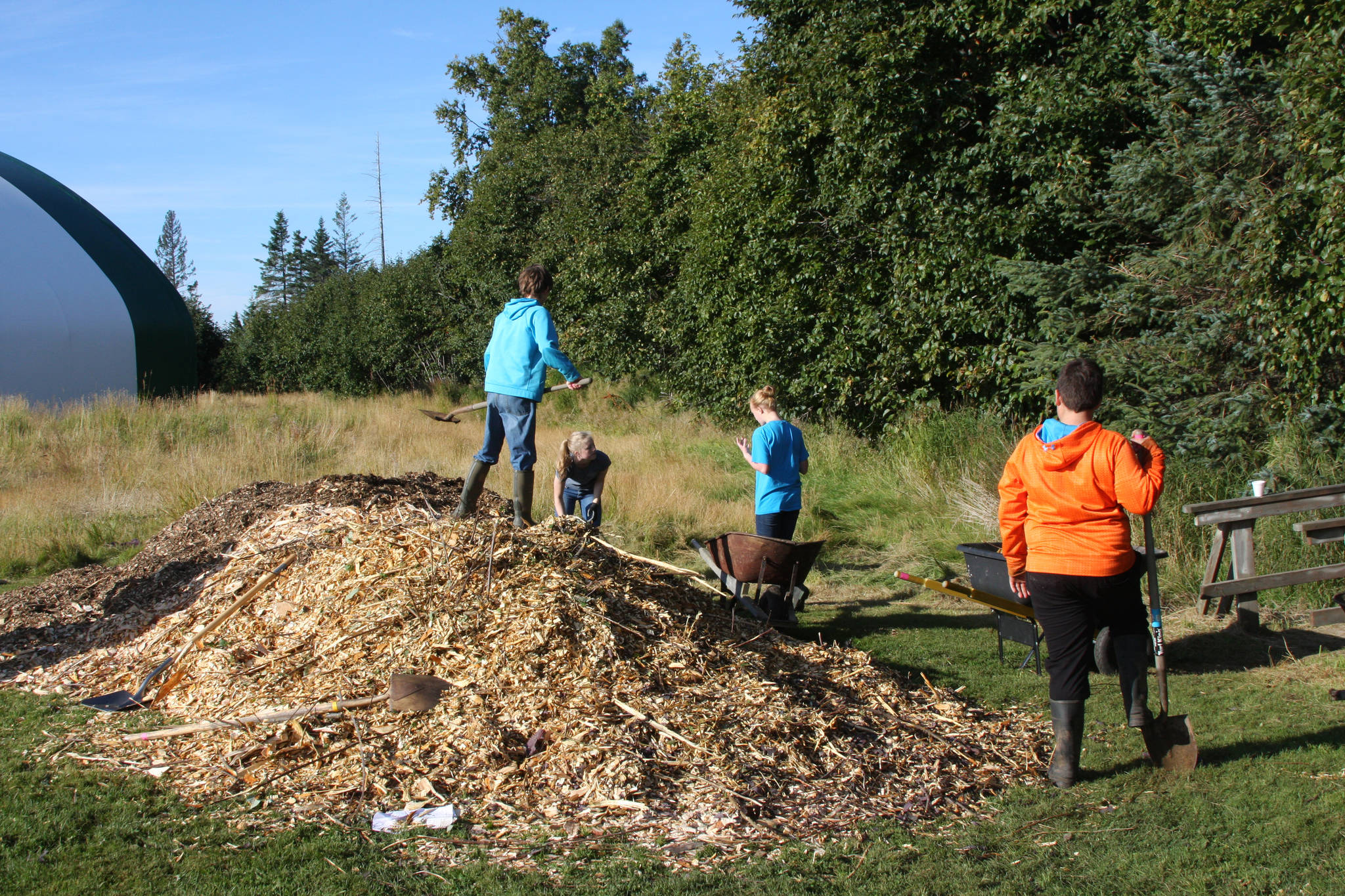 Homer Middle School eighth grade students load wheelbarrows with wood chips to be spread along the trail at Area 5 on the trail during the restoration event on Wednesday, Sept. 12, 2018, in Homer, Alaska. (Photo by Delcenia Cosman)