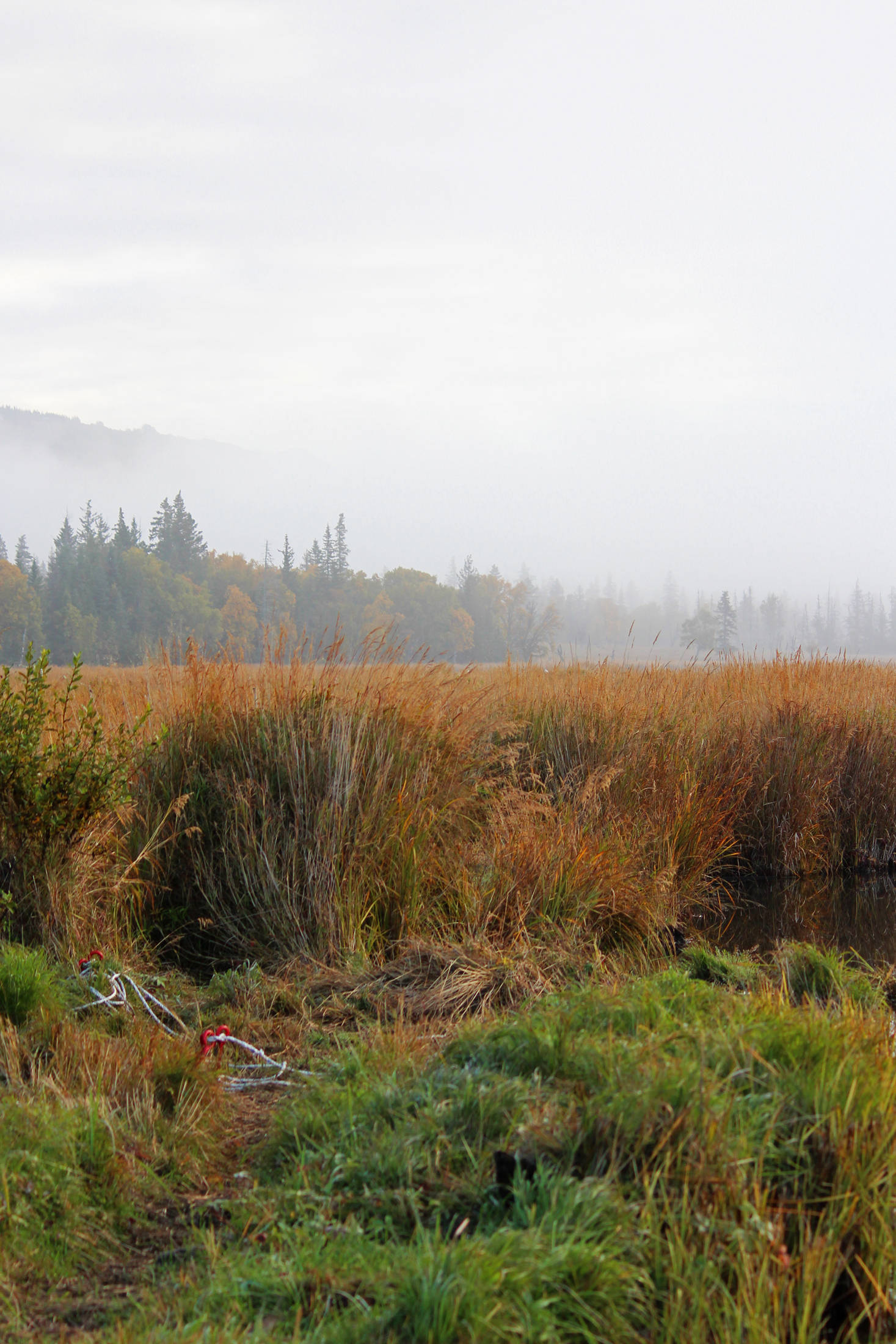 Trees along Beluga Lake disappear into fog and grasses turn to orange on Wednesday, Sept. 19, 2018 in Homer, Alaska. Much of Homer and the surrounding area was enveloped in a quiet blanket of fog that morning as fall made its presence known. (Photo by Megan Pacer/Homer News)