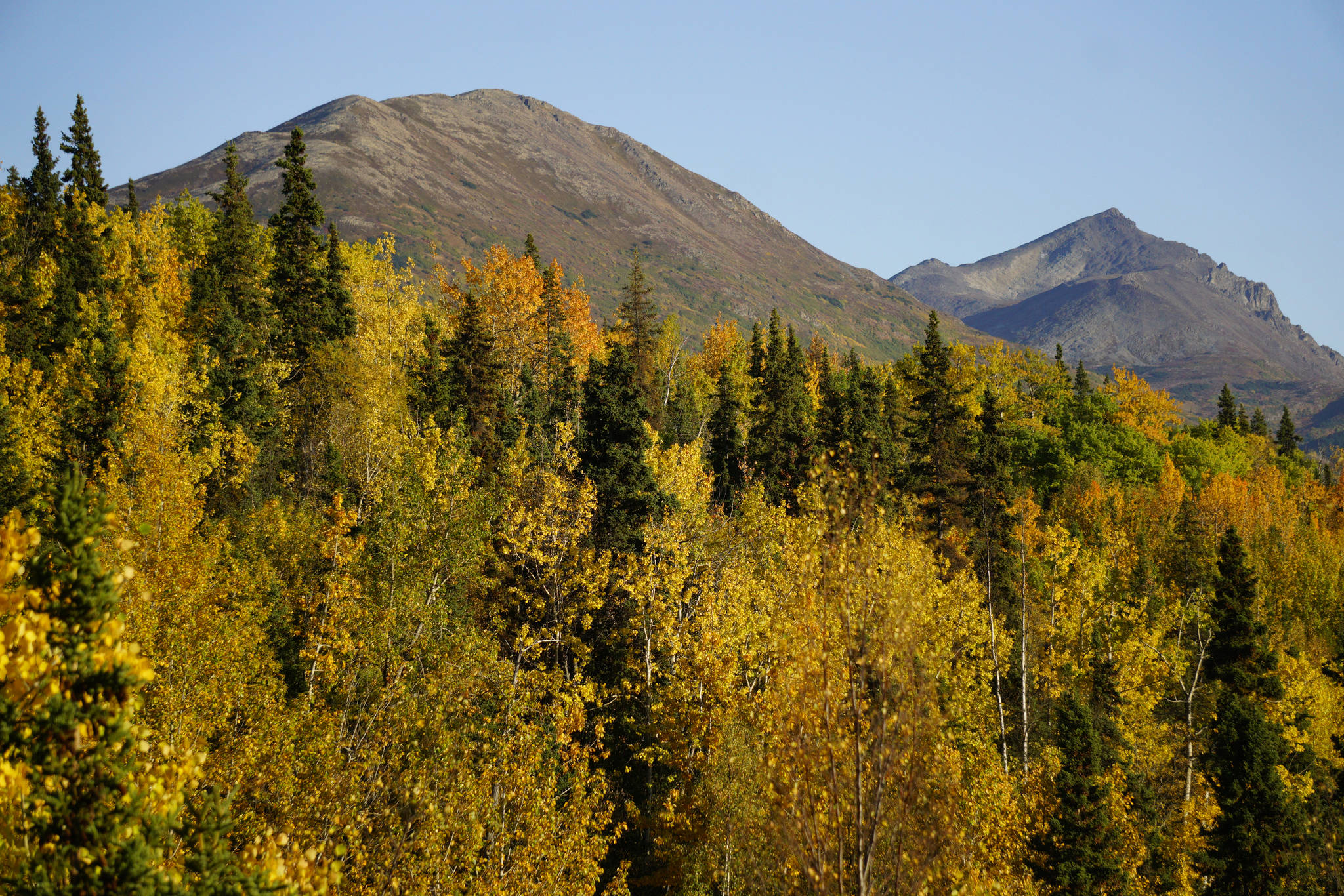 Birch and aspen trees offer a splash of fall color by Hidden Lake looking toward Skilak Lake in the Kenai National Wildlife Refuge on Saturday, Sept. 29, 2018, near Sterling, Alaska. (Photo by Michael Armstrong/Homer News)