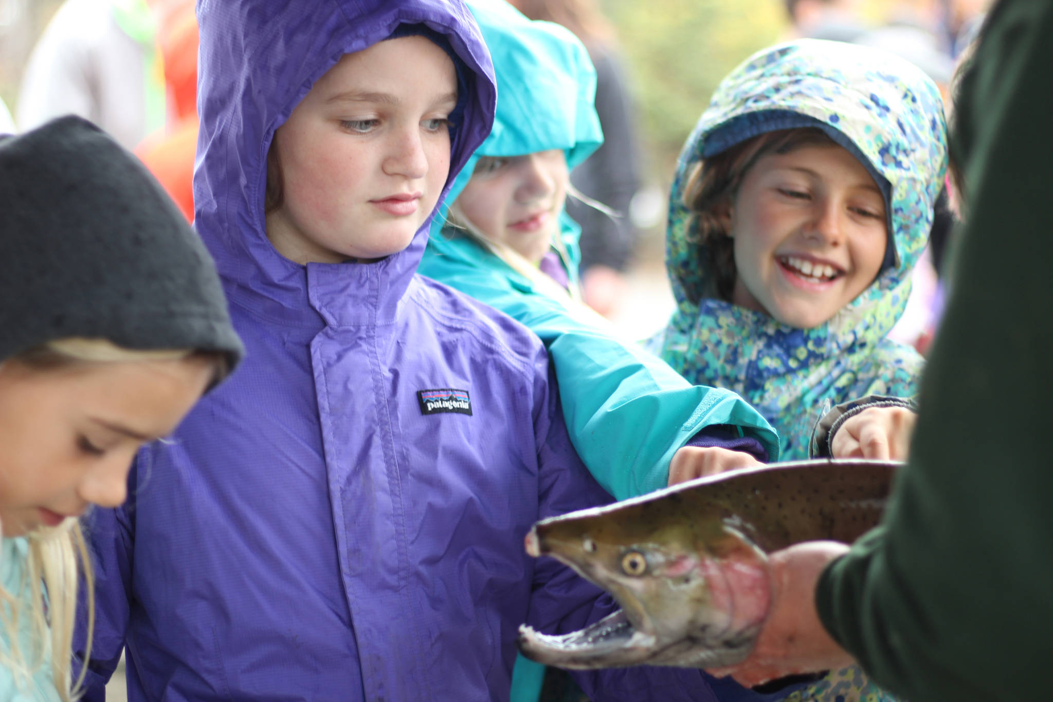 Students get an up close look at a salmon during an educational egg take trip to the Anchor River on Thursday, Oct. 4, 2018 in Anchor Point, Alaska. Eggs are harvested and fertilized, then sent back to each classroom so the students can watch them grow into fry. (Photo by Megan Pacer/Homer News)