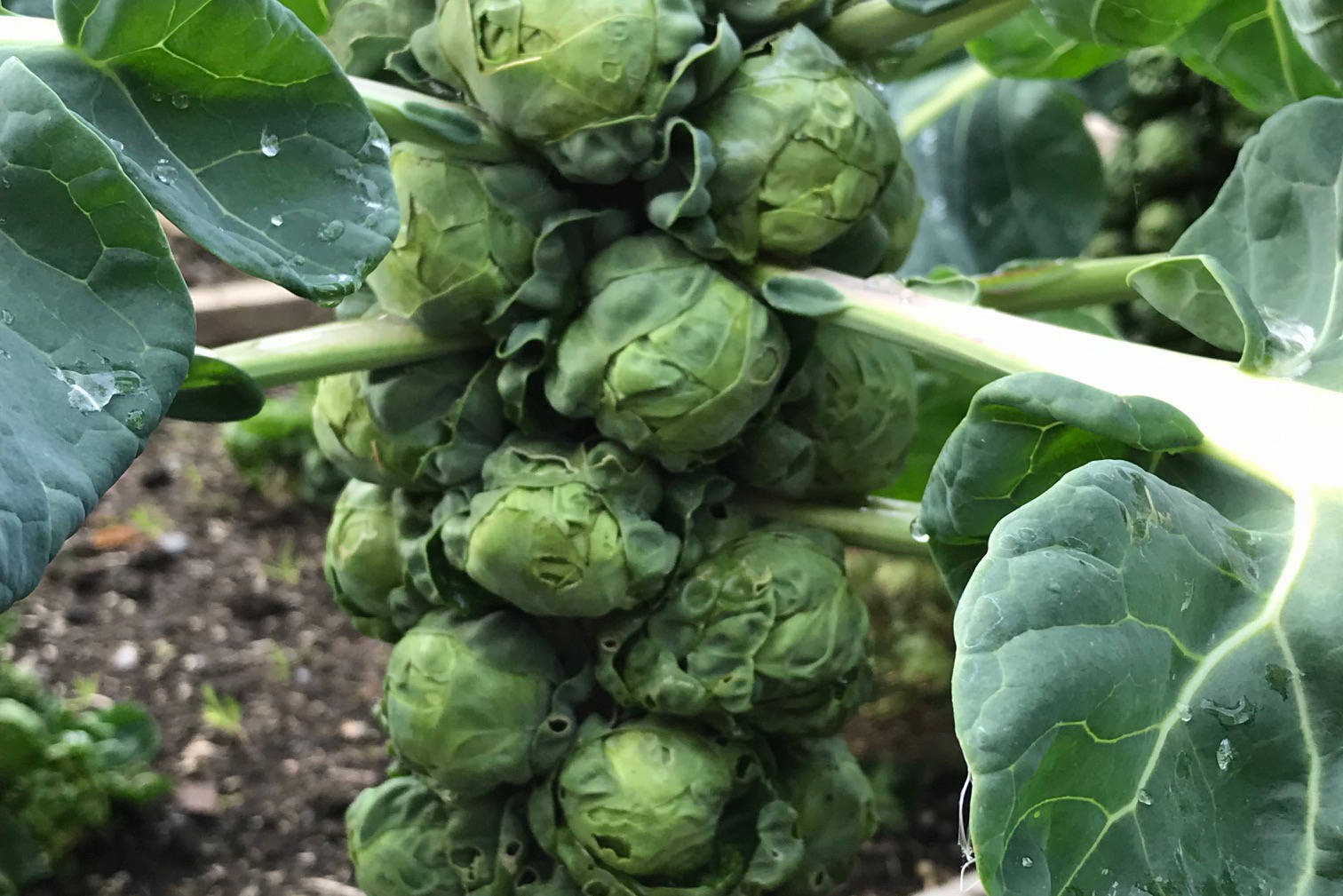 Jade Cross Brussels sprouts at their peak of perfection. (Photo by Rosemary Fitzpatrick)