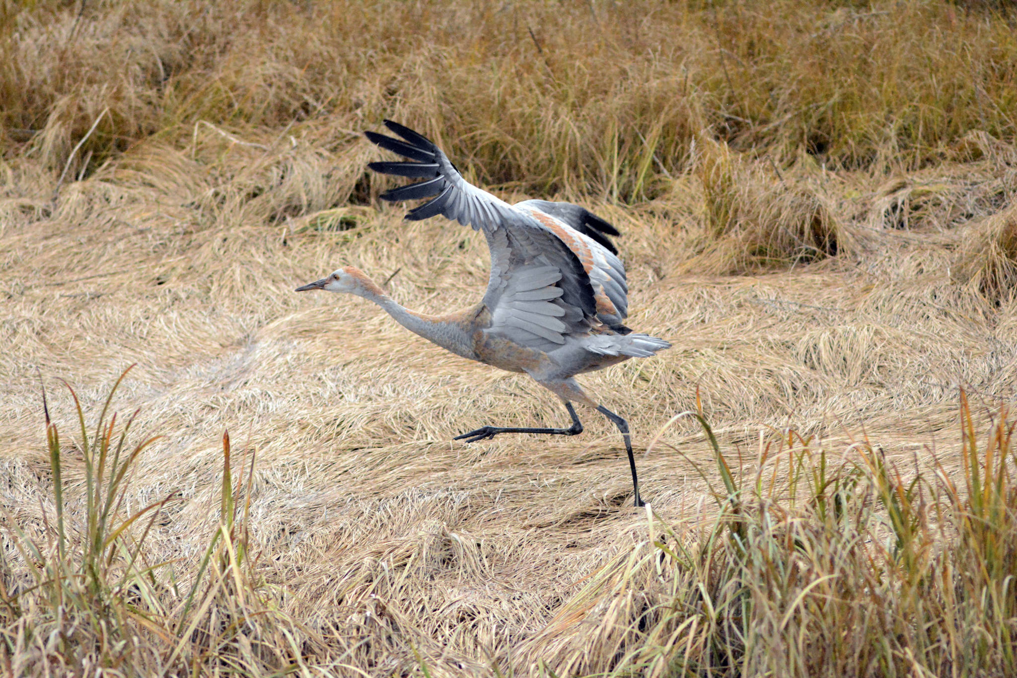 A sandhill crane colt attempts to fly at Beluga Slough last Thursday, Oct. 4, 2018, in Homer, Alaska. The young crane injured one wing and could only fly in short hops. David Lewis said he saw the colt hit a guardrail by the slough in late September. Its parents delayed their migration but eventually left on Oct. 6. On Monday, Oct. 8, volunteers with Kachemak Crane Watch rescued the injured colt and took it to Bird TLC in Anchorage, a bird rehabilitation center. (Photo by Michael Armstrong/Homer News)