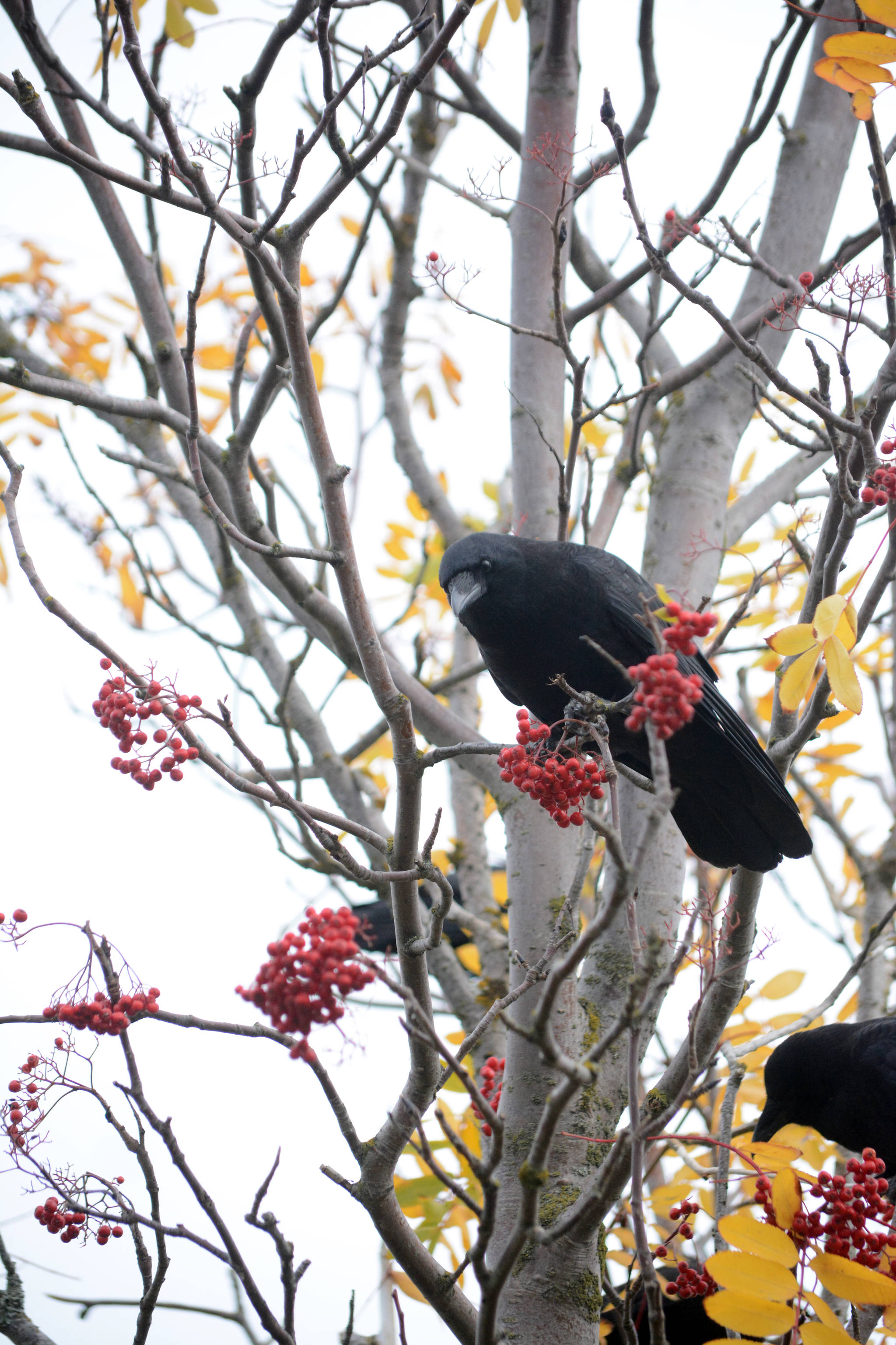 Crows feed on mountain ash berries along Lake Street on Tuesday afternoon, Oct. 9, 2018, in Homer, Alaska. (Photo by Michael Armstrong/Homer News)