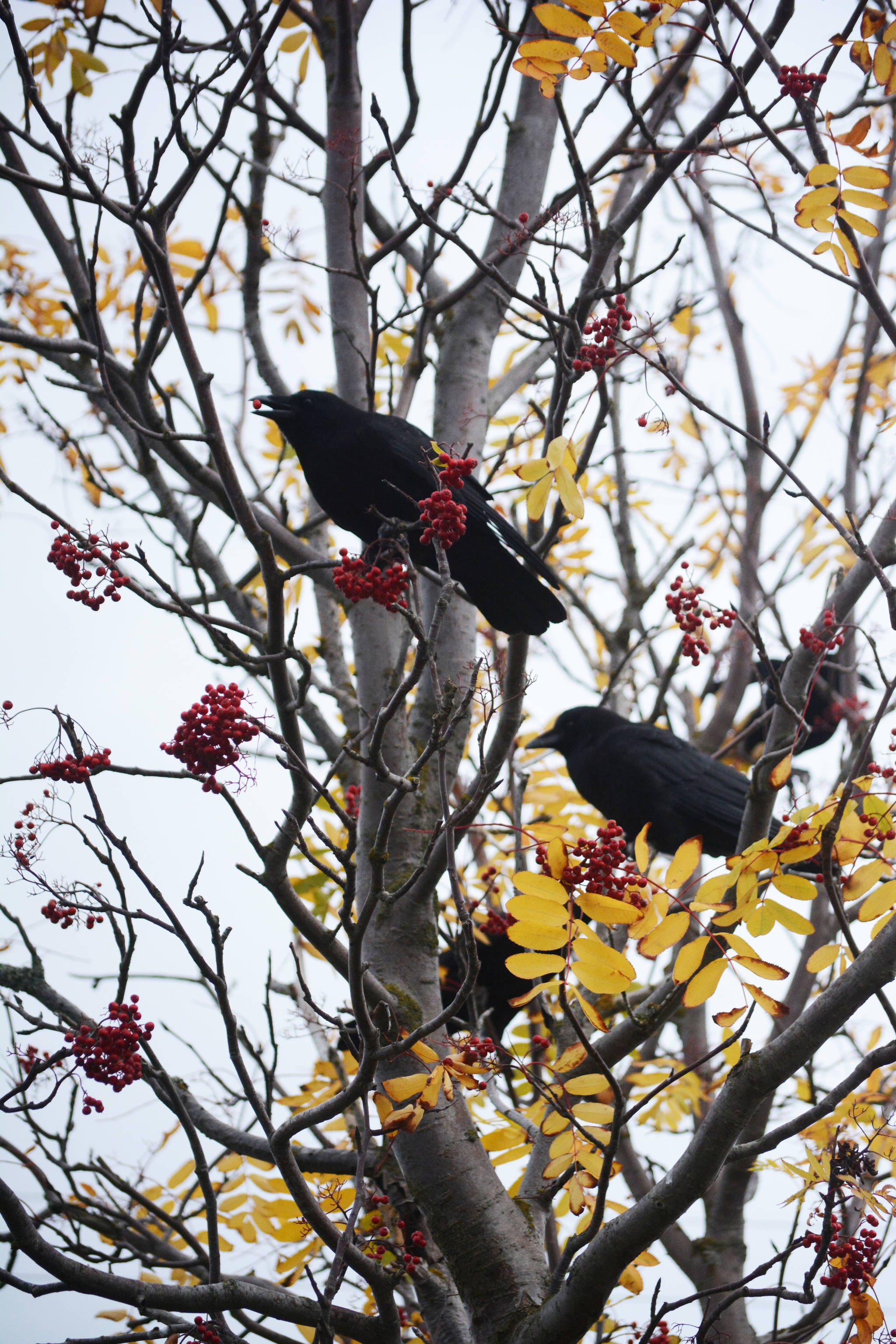 Crows feed on mountain ash berries along Lake Street on Tuesday afternoon, Oct. 9, 2018, in Homer, Alaska. (Photo by Michael Armstrong/Homer News)