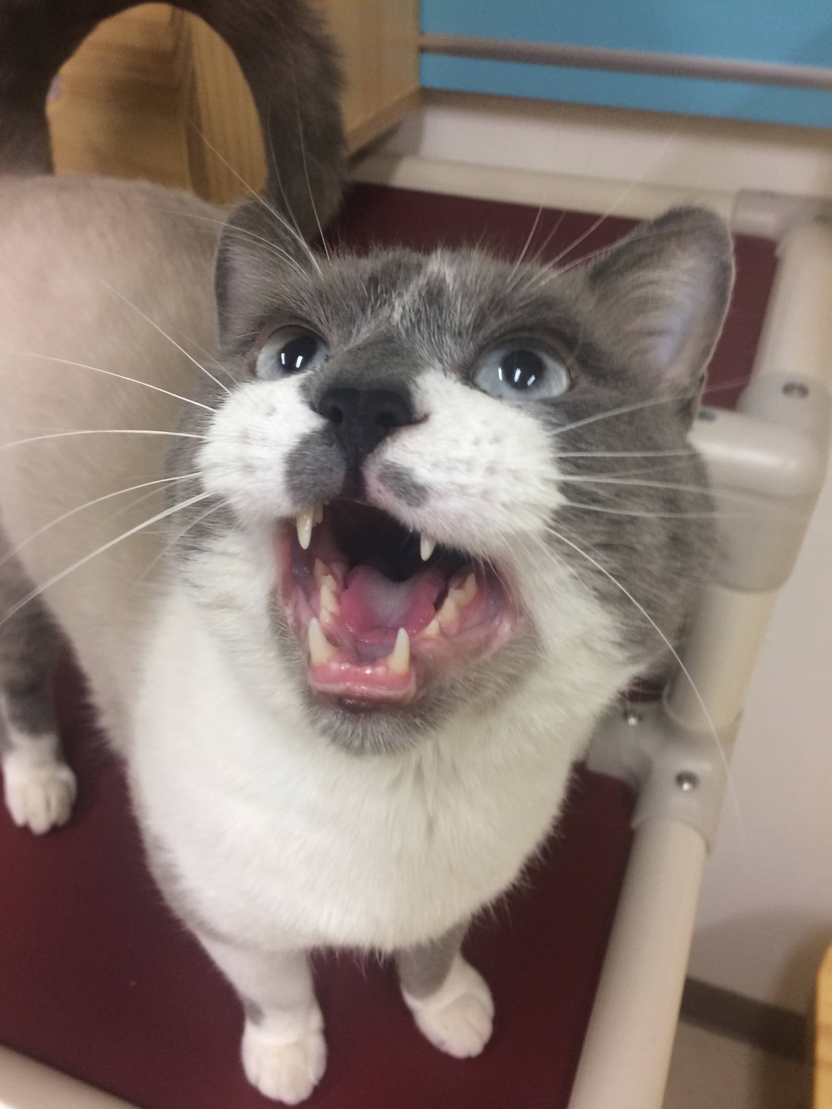 Pet of the Week: Silver