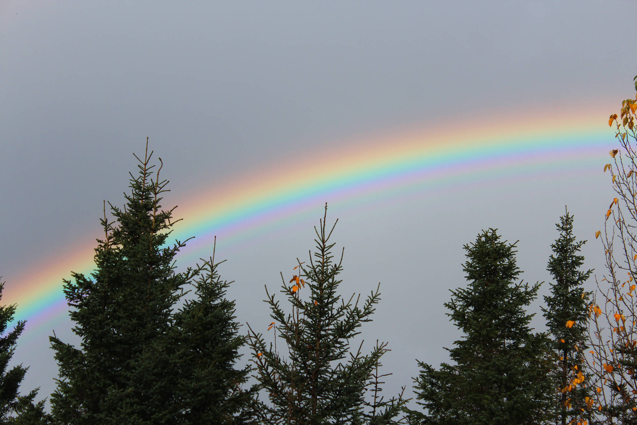 A rainbow peaks out from between the trees near the Homer News office on Tuesday, Oct. 16, 2018 in Homer, Alaska. A double rainbow was spotted in a few different places around town between periods of rain. (Photo by Megan Pacer/Homer News)