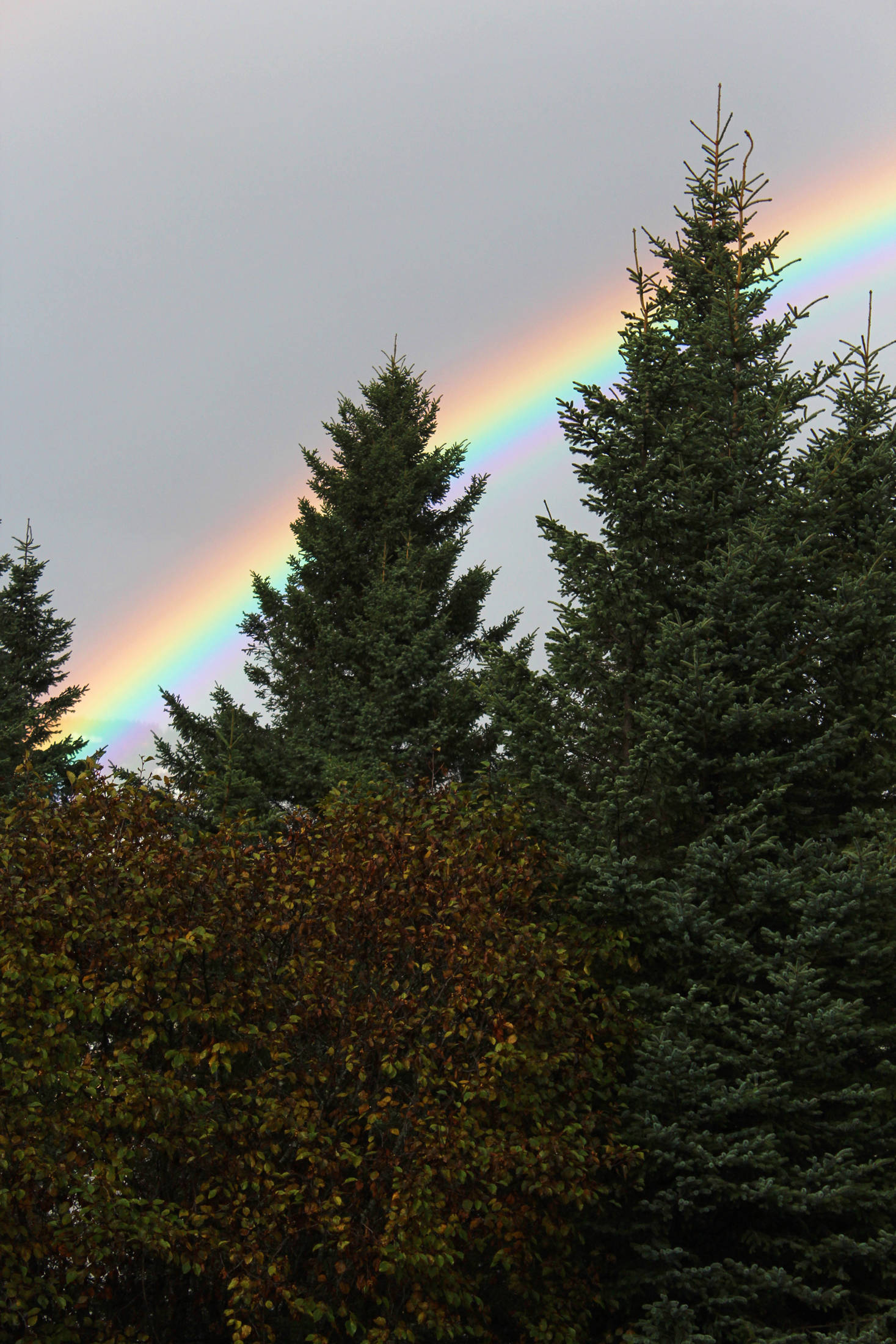 A rainbow peaks out from between the trees near the Homer News office on Tuesday, Oct. 16, 2018 in Homer, Alaska. A double rainbow was spotted in a few different places around town between periods of rain. (Photo by Megan Pacer/Homer News)