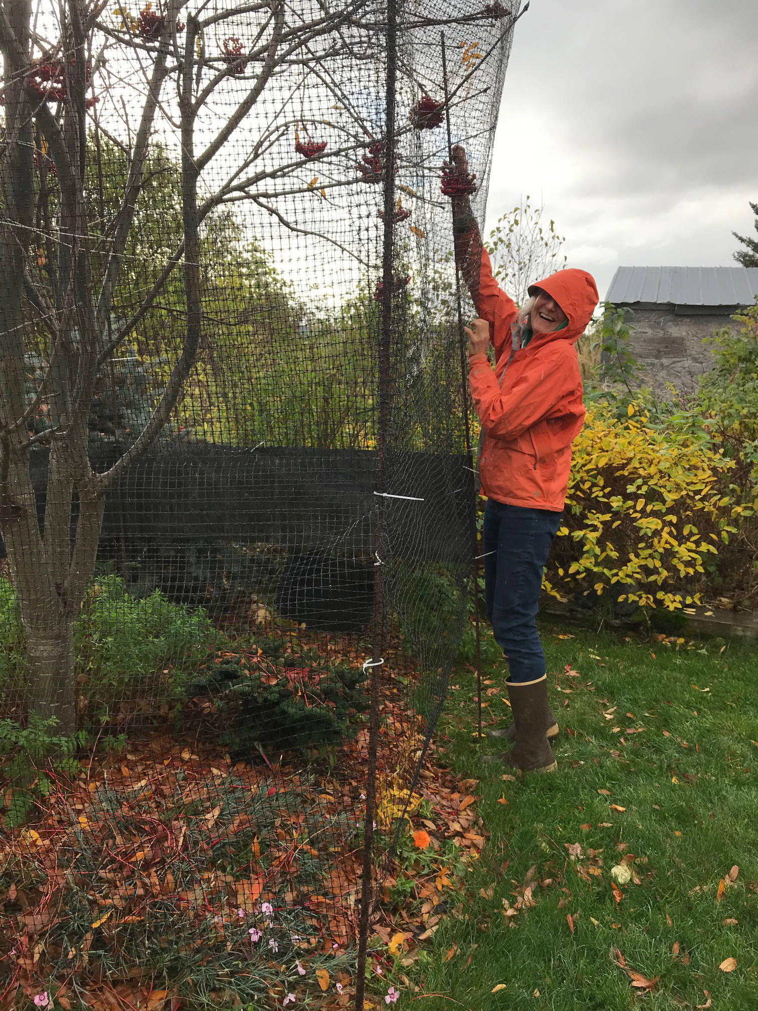 Bravo! Lynn Temple gets the job of moose protection done sooner rather than later in this photo taken Oct. 21, 2018, in Homer, Alaska. Be thinking about this; the moose are in evidence in this neighborhood, having been missing most of the summer. (Photo by Rosemary Fitzpatrick)