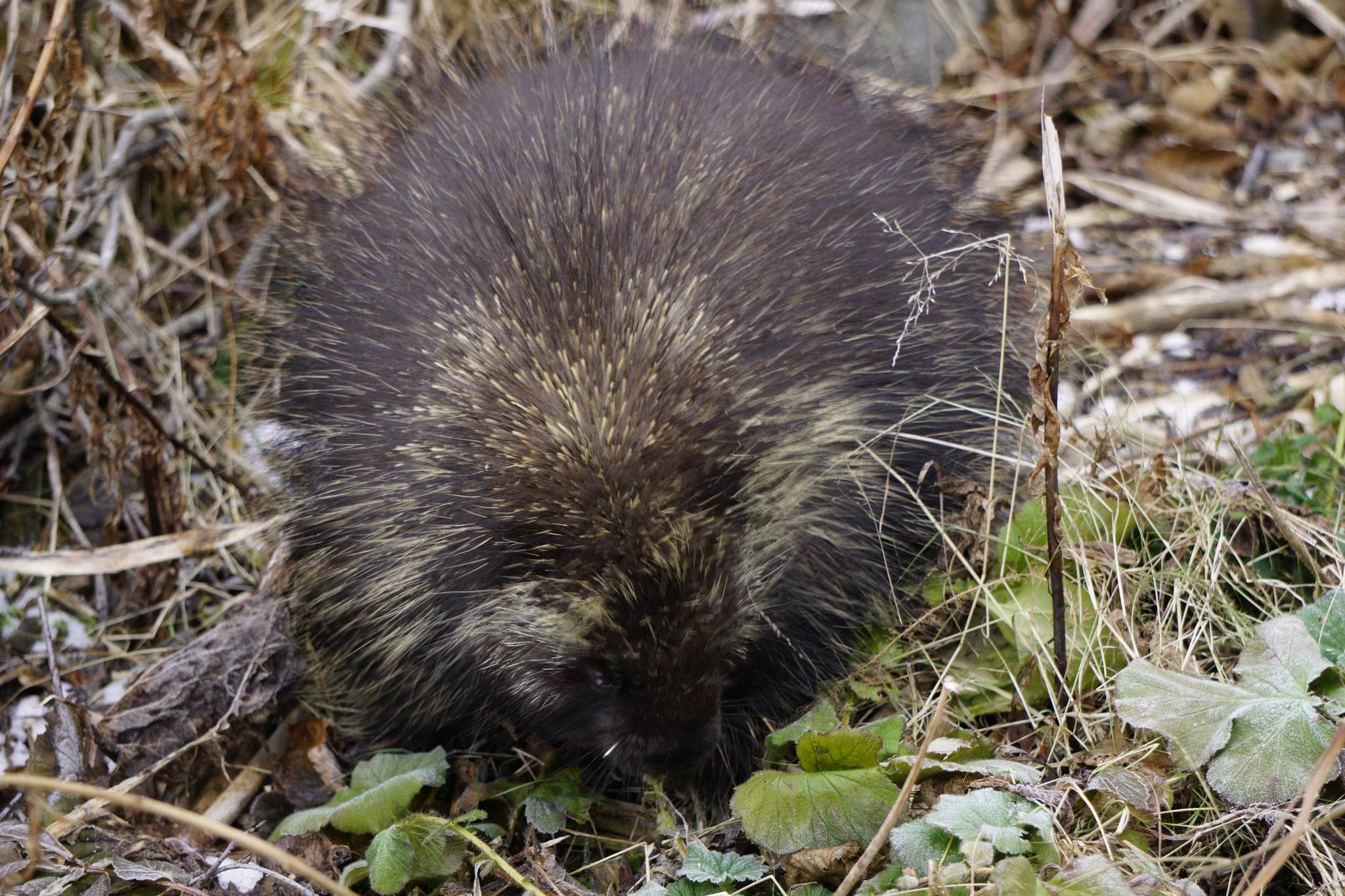 A porcupine feeds by the side of a driveway off Diamond Ridge Road on Nov. 10, 2018, in Homer, Alaska. (Photo by Michael Armstrong/Homer News)