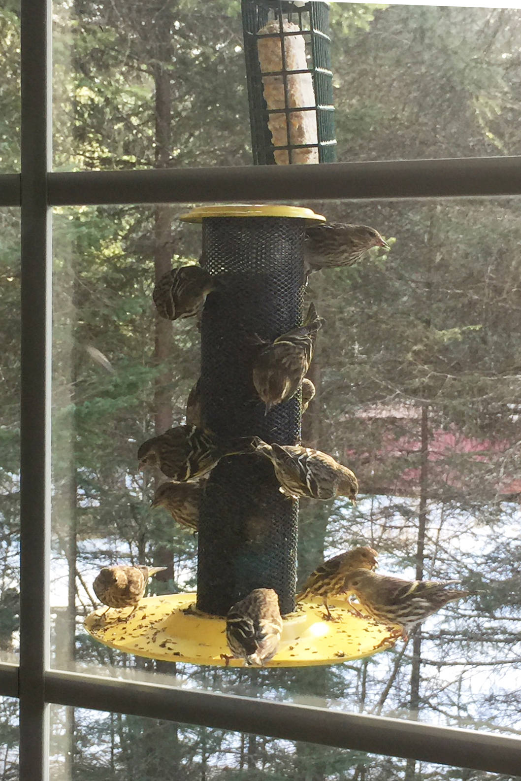 Pine siskins and red polls feed at a Homer, Alaska, house in February 2018. (Photo by BJ Hitchcock)