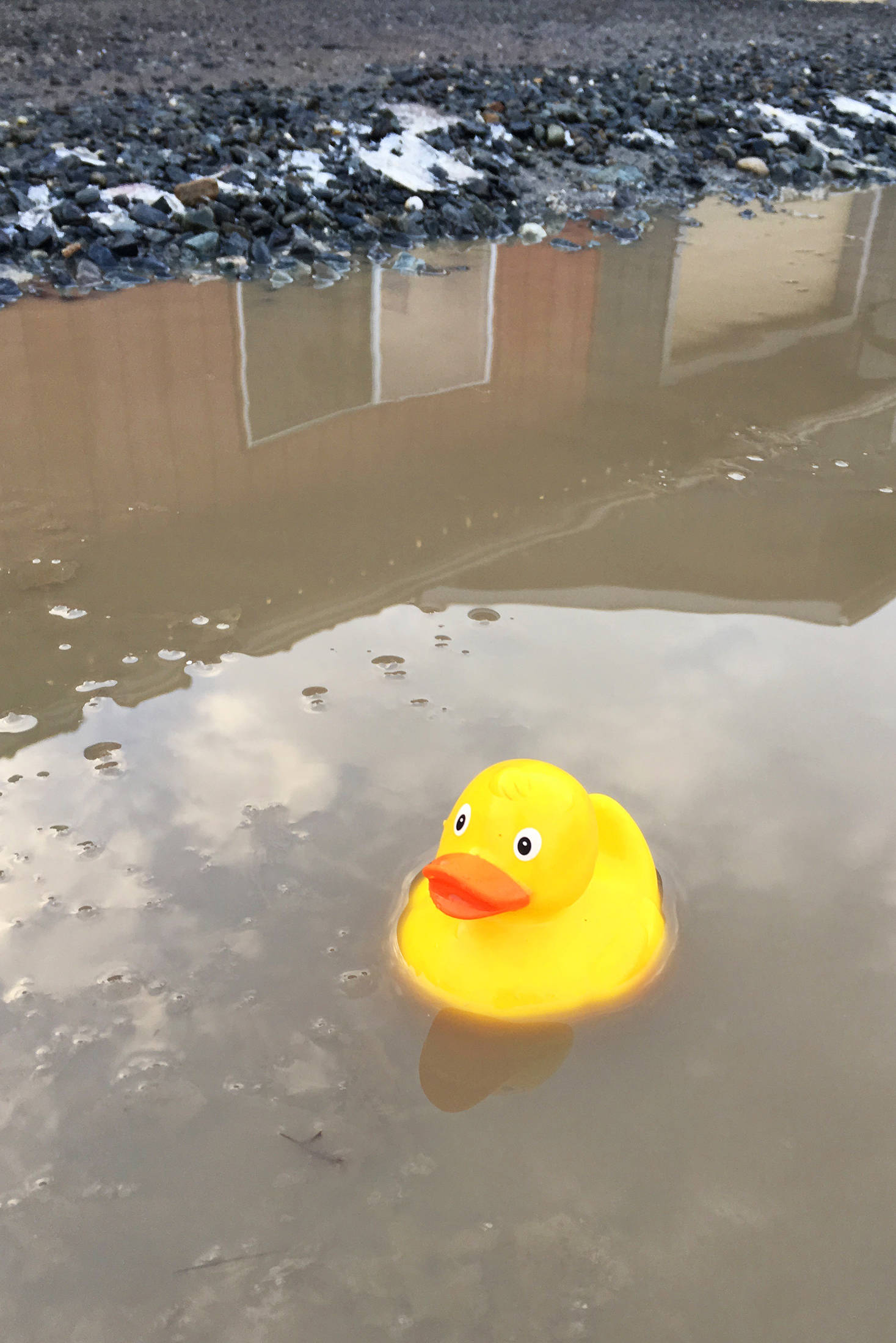 A small rubber duck rests in a puddle, welcoming customers on their way into The Bagel Shop, on Monday, Nov. 19, 2018 on East End Road in Homer, Alaska. (Photo by Megan Pacer/Homer News)