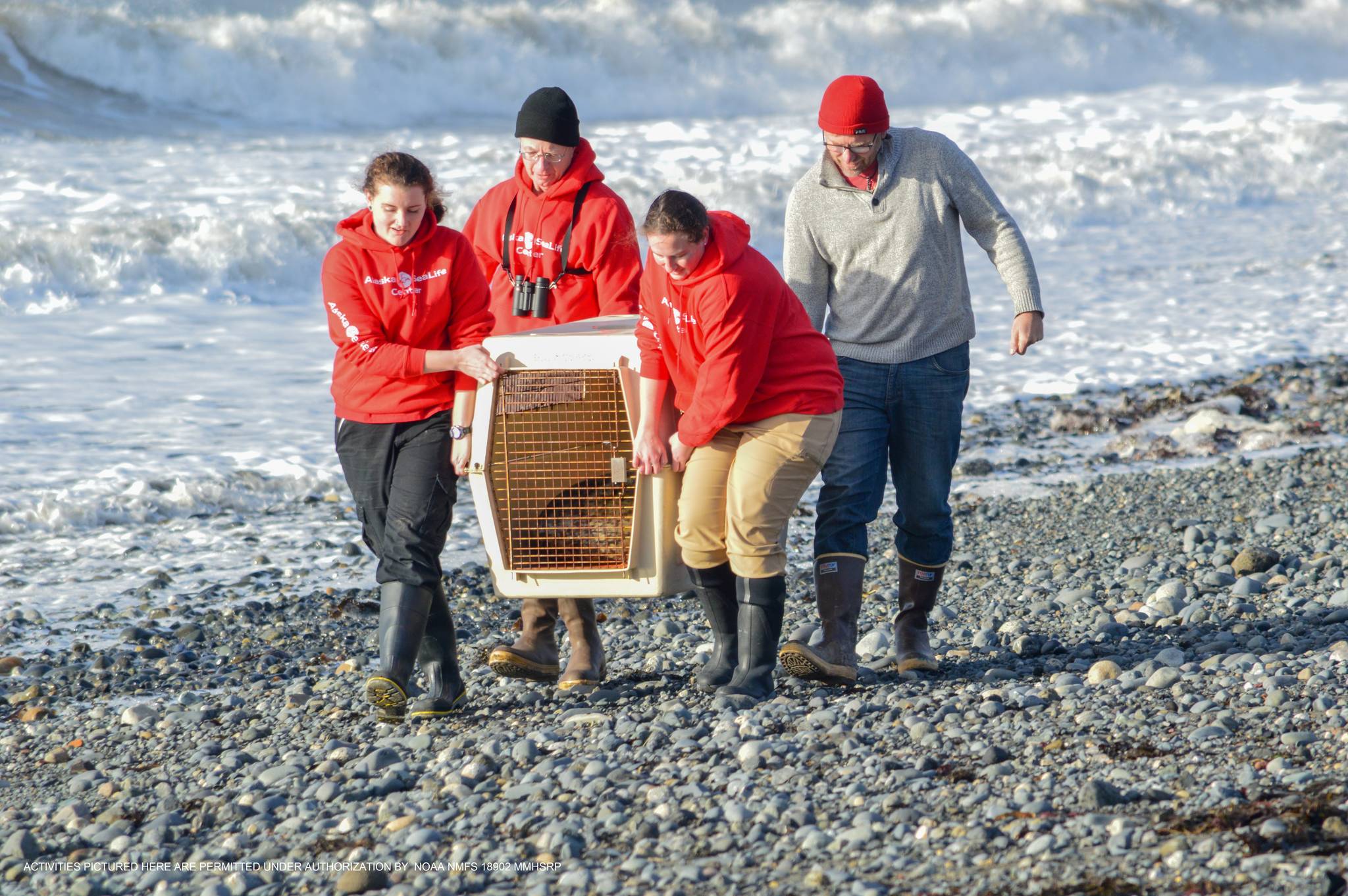 A group of Alaska SeaLife Center Volunteers and members of the Wildlife Rescue Team release a male harbor seal into the wild on Bishop’s Beach in Homer, Alaska on Nov. 8, 2018. (Photo courtesy Alaska SeaLife Center)