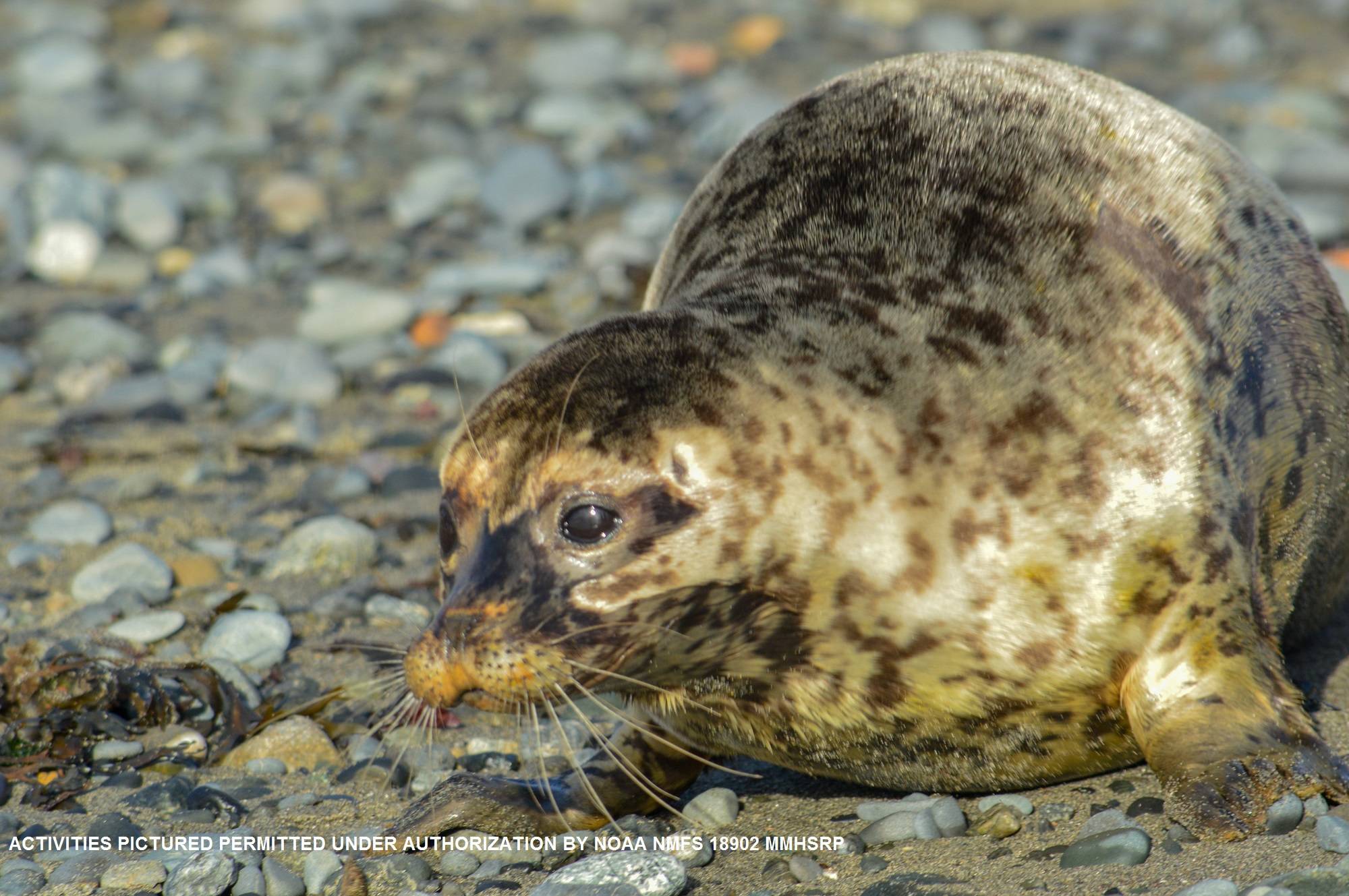 Hubbard, a male harbor seal rescued from Clam Gulch in July, is released back into the wild on Bishop’s Beach in Homer, Alaska on Nov. 8, 2018. (Photo courtesy Alaska SeaLife Center)