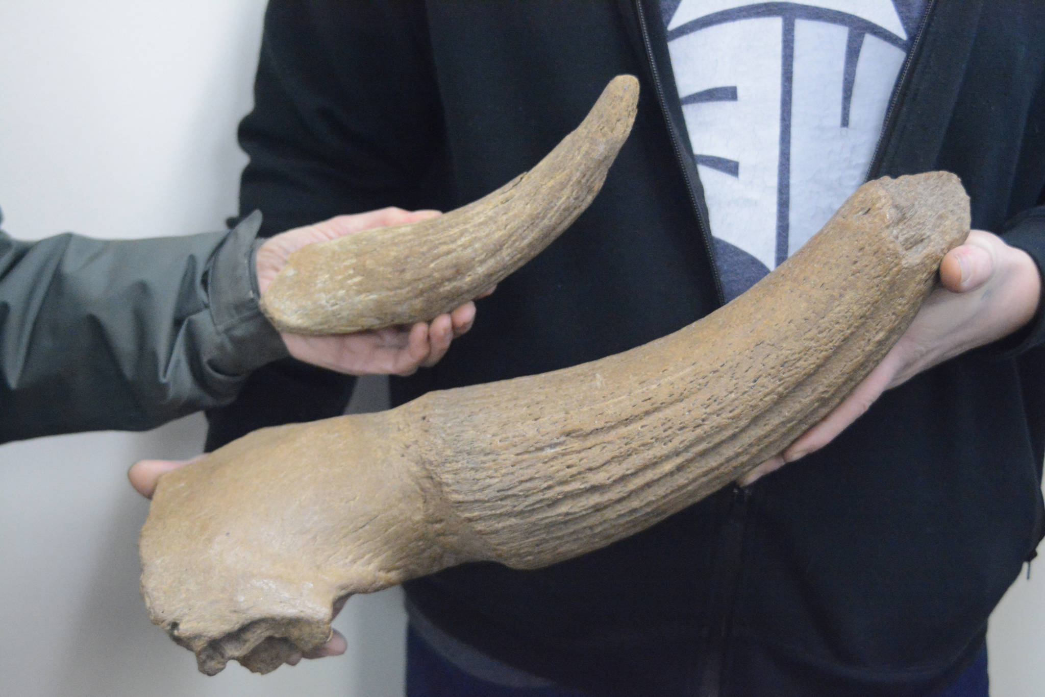 In this photo taken on Nov. 26, 2018, Janet Klein, left, and A.J. Weber, right, compare steppe bison core horns found near Diamond Creek in Homer, Alaska. The smaller horn was found recently by a person who asked to be anonymous. Weber found his in 2012 while gold panning at the creek. (Photo by Michael Armstrong/Homer News)