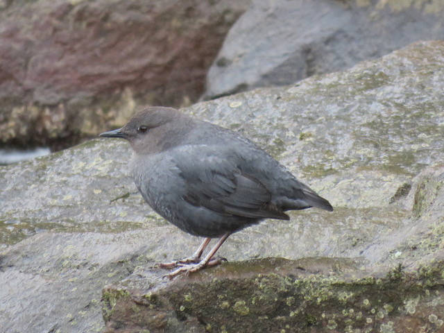 Point of View: Discover the American dipper