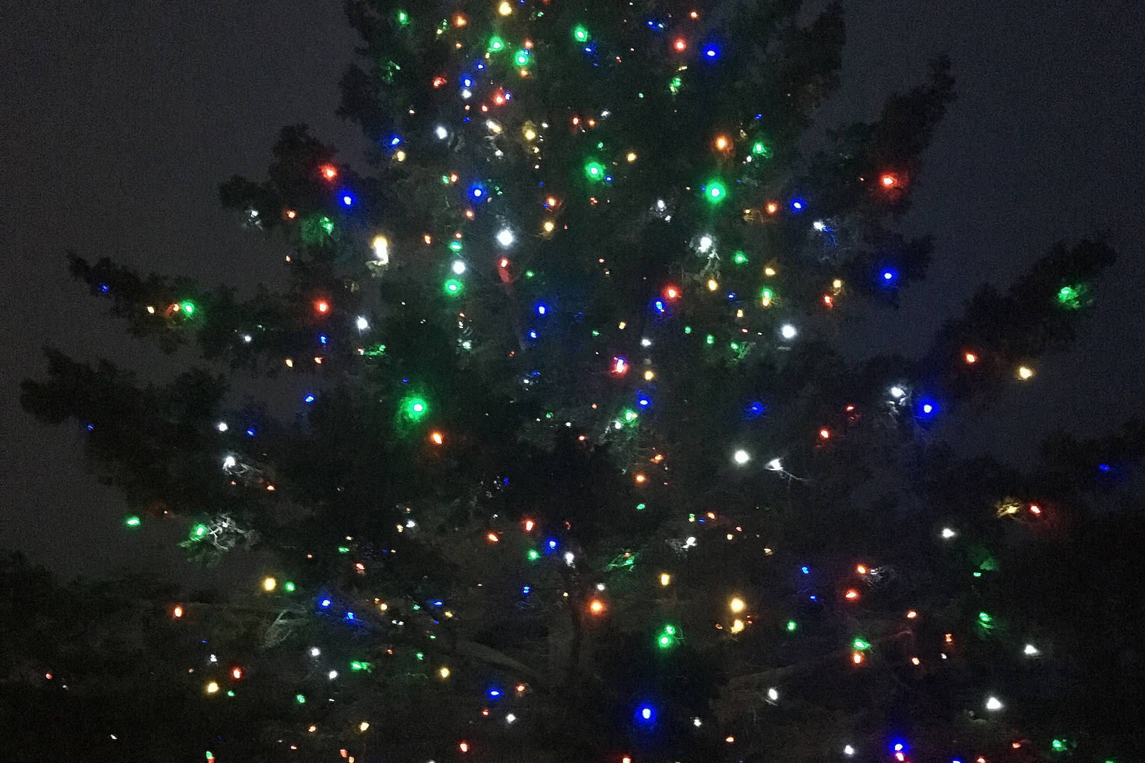 Photos: Chamber’s Holiday Tree Lighting