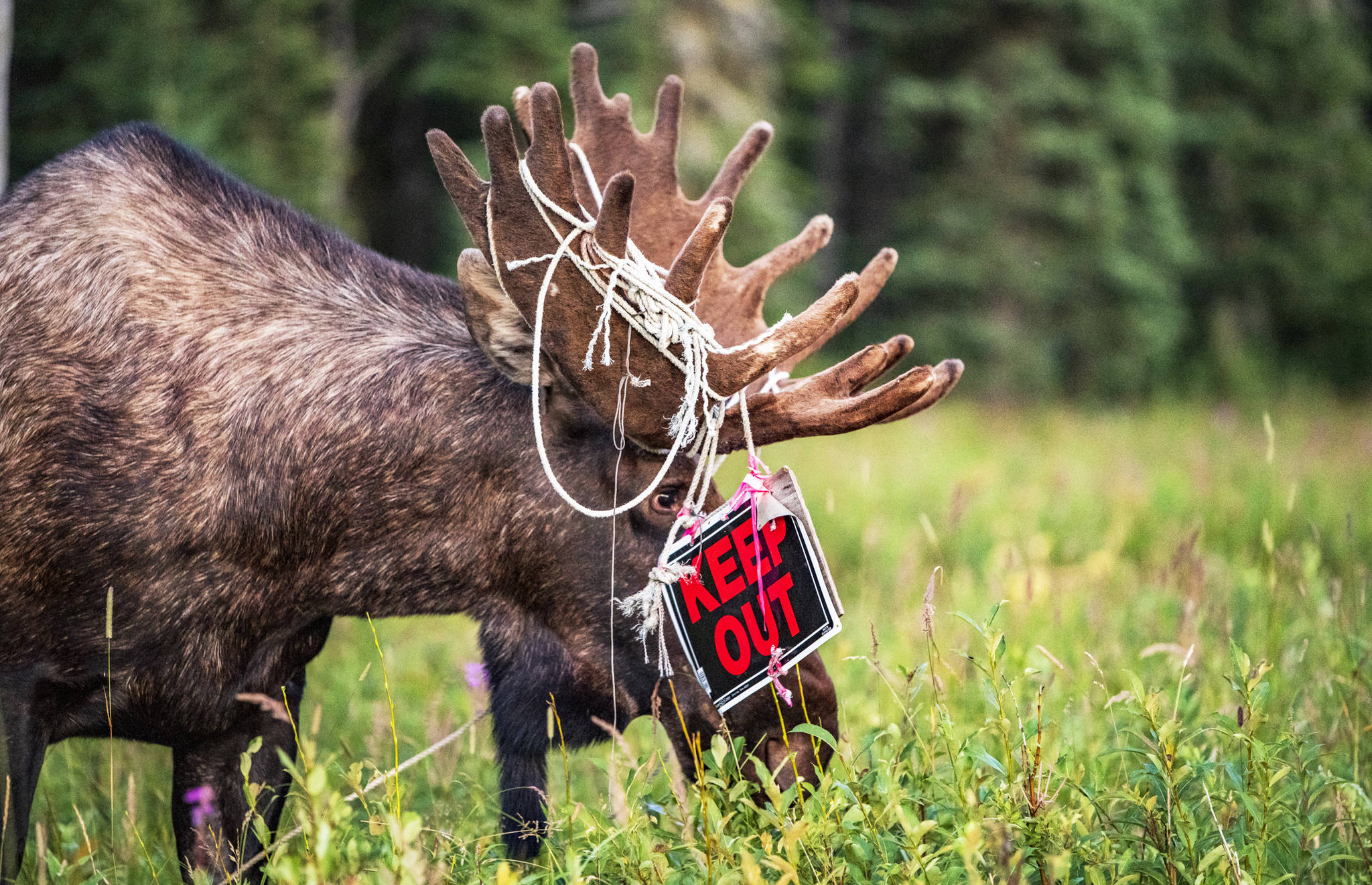 A bull moose munches on vegetation after making a quick job of someone’s “Keep Out” sign in Kasilof, Alaska. (Photo courtesy Ed Marsh)