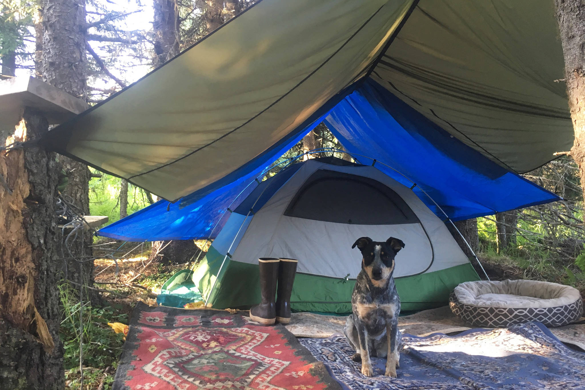 Jessica Entsminger’s dog, Leah, stands guard in front of the tent where they live on East Hill Road. (Homer News file photo)