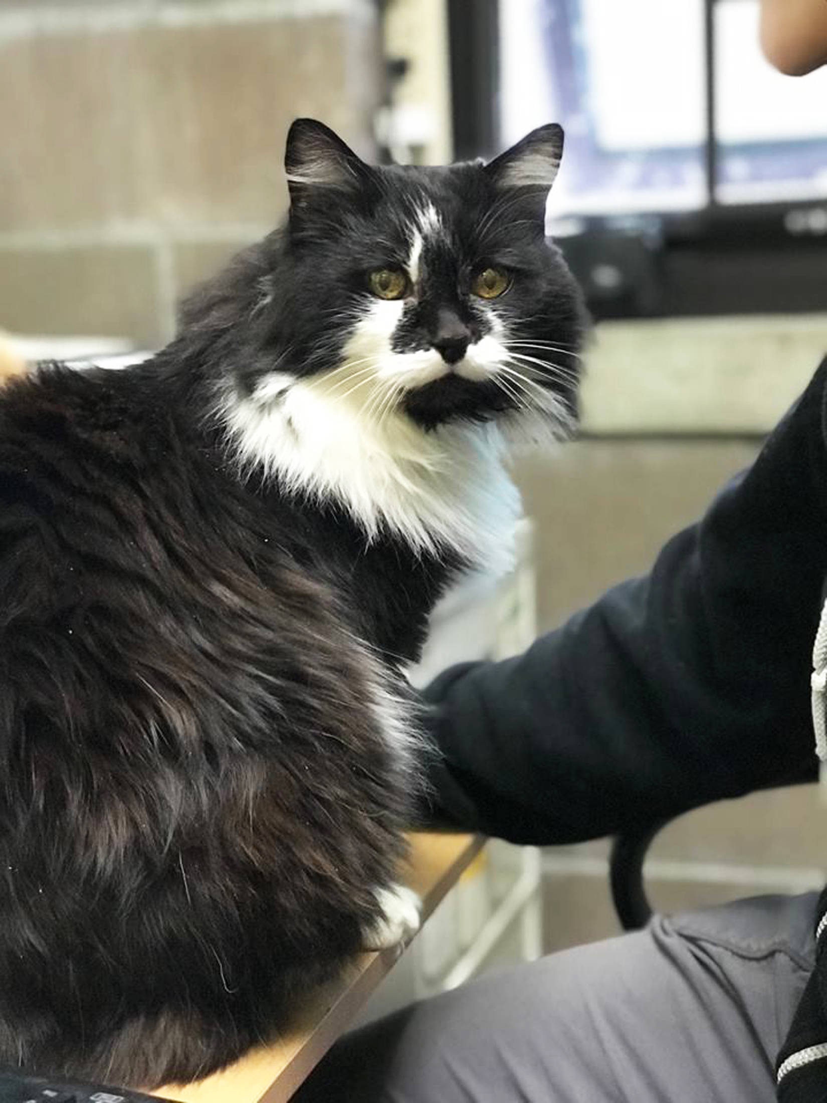 Pet of the Week: Fluffy (Sylvester)