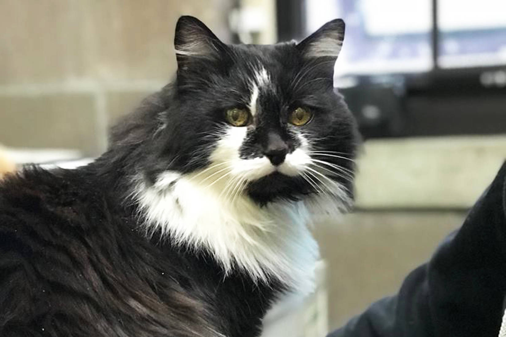 Pet of the Week: Fluffy (Sylvester)