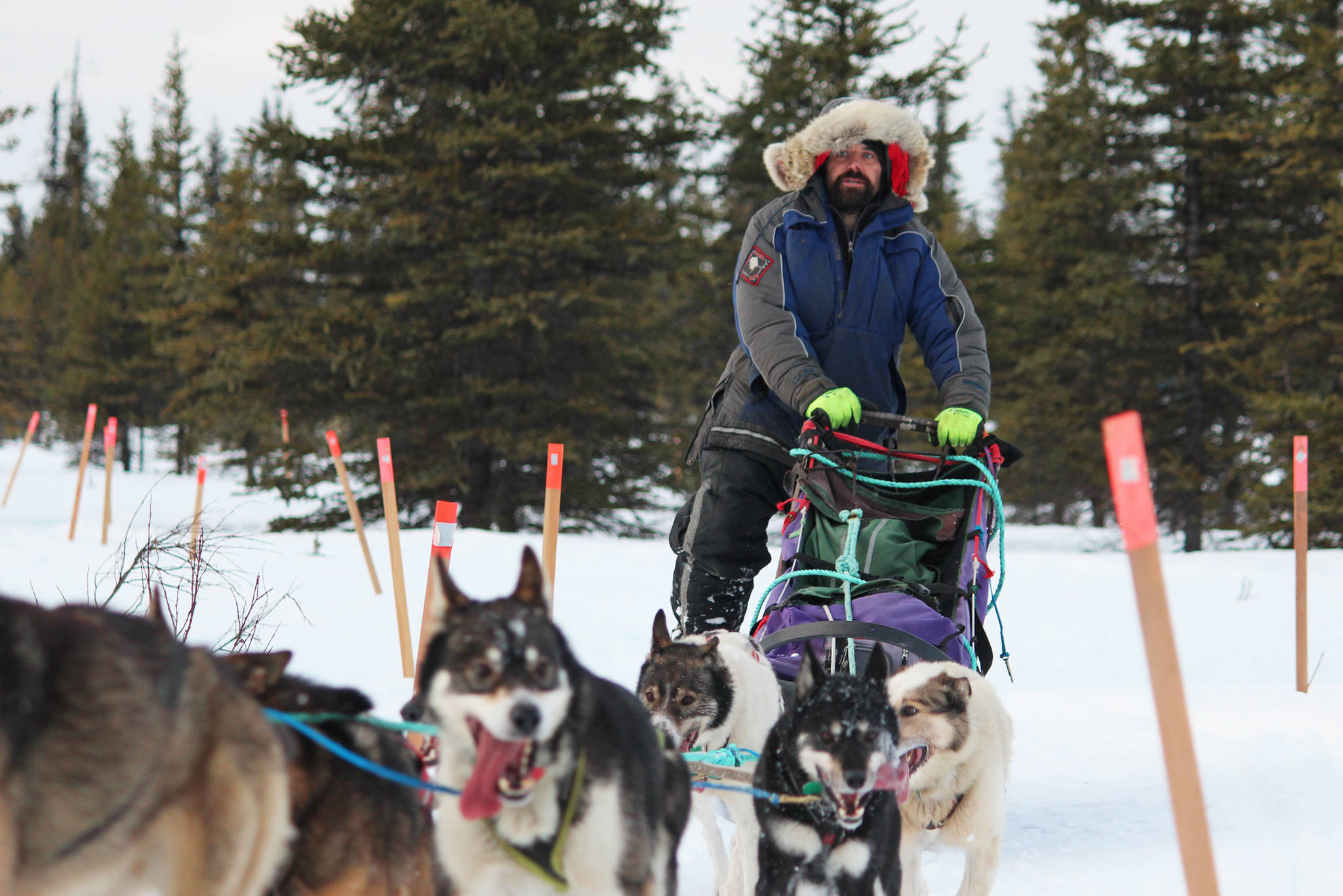Musher Cim Smyth and his team pull in to the McNeil Canyon Elementary School checkpoint of this year’s Tustumena 200 Sled Dog Race on Saturday, Jan. 26, 2019 near Homer, Alaska. (Photo by Megan Pacer/Homer News)