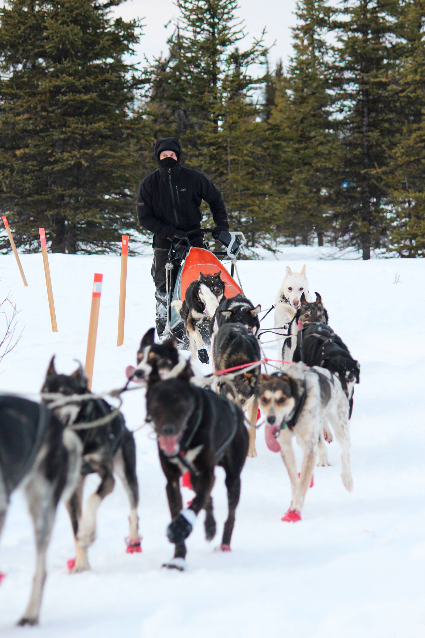 Musher Dave Turner and his dog team arrive at the first checkpoint of this year’s Tustumena 200 Sled Dog Race on Saturday, Jan. 26, 2019 at McNeil Canyon Elementary School near Homer, Alaska. (Photo by Megan Pacer/Homer News)