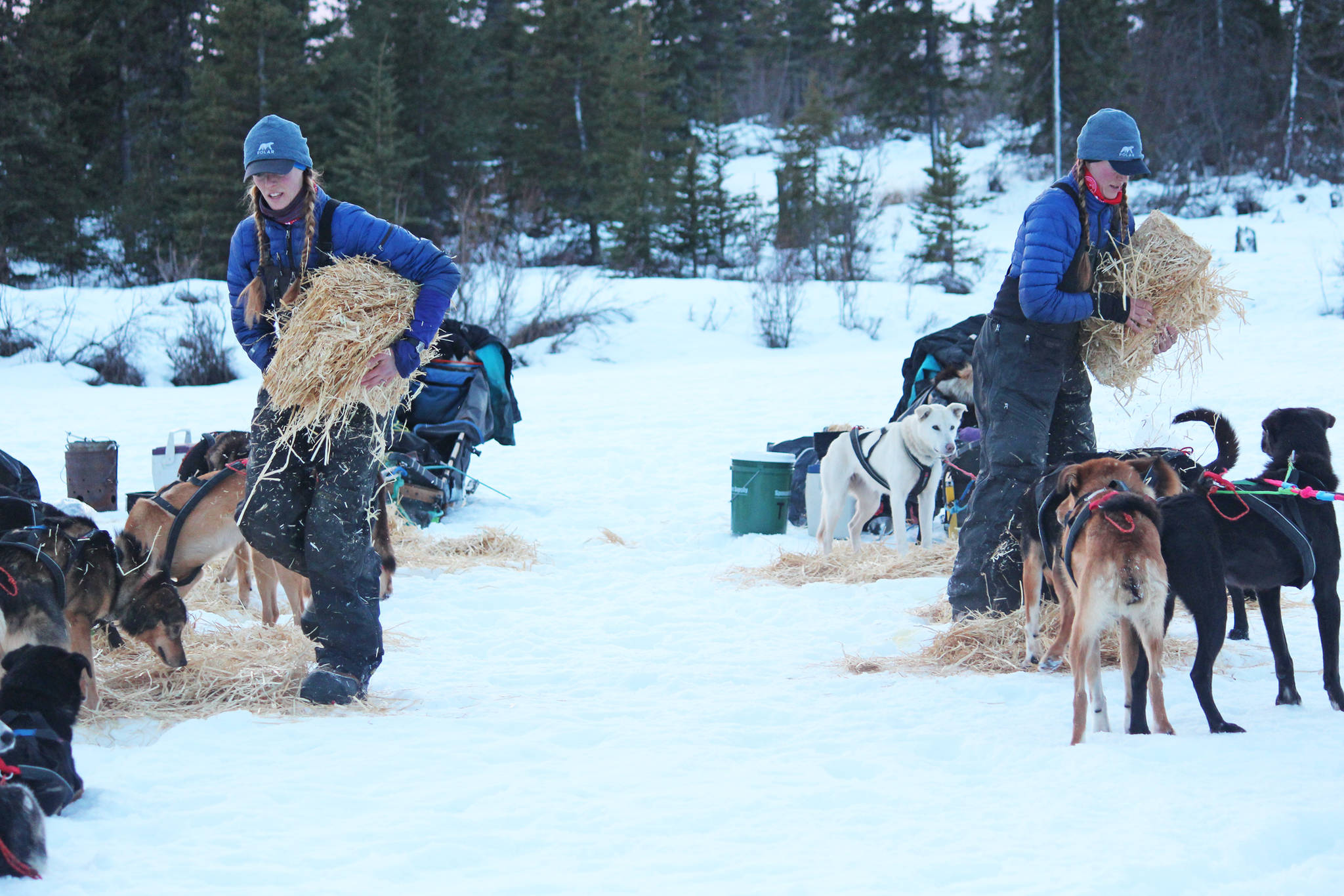 Kristy and Anna Berington lay out hay for their respective dog teams at the first checkpoint of this year’s Tustumena 200 Sled Dog Race on Saturday, Jan. 26, 2019 at McNeil Canyon Elementary School near Homer, Alaska. (Photo by Megan Pacer/Homer News)
