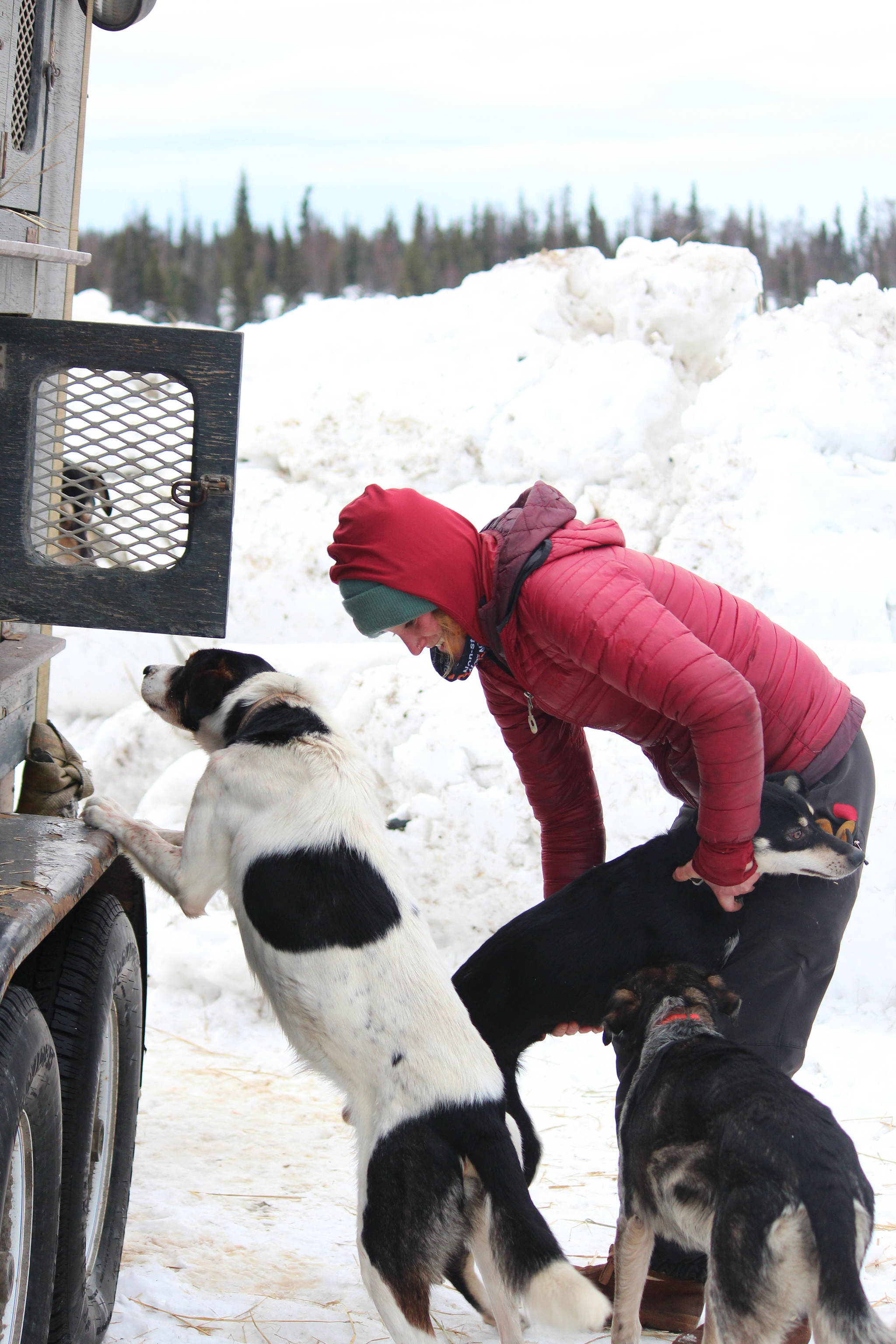 Musher Eli Campbell unloads a dog from a truck Sunday, Jan. 27, 2019 at Freddie’s Roadhouse near Ninilchik, Alaska, the start and finish line of this year’s Tustumena 200 Sled Dog Race. Campbell won the T100 race in 12 hours, 12 minutes, while her partner, Dave Turner, won the T200 this year after placing third in 2017 and 2018. (Photo by Megan Pacer/Homer News)