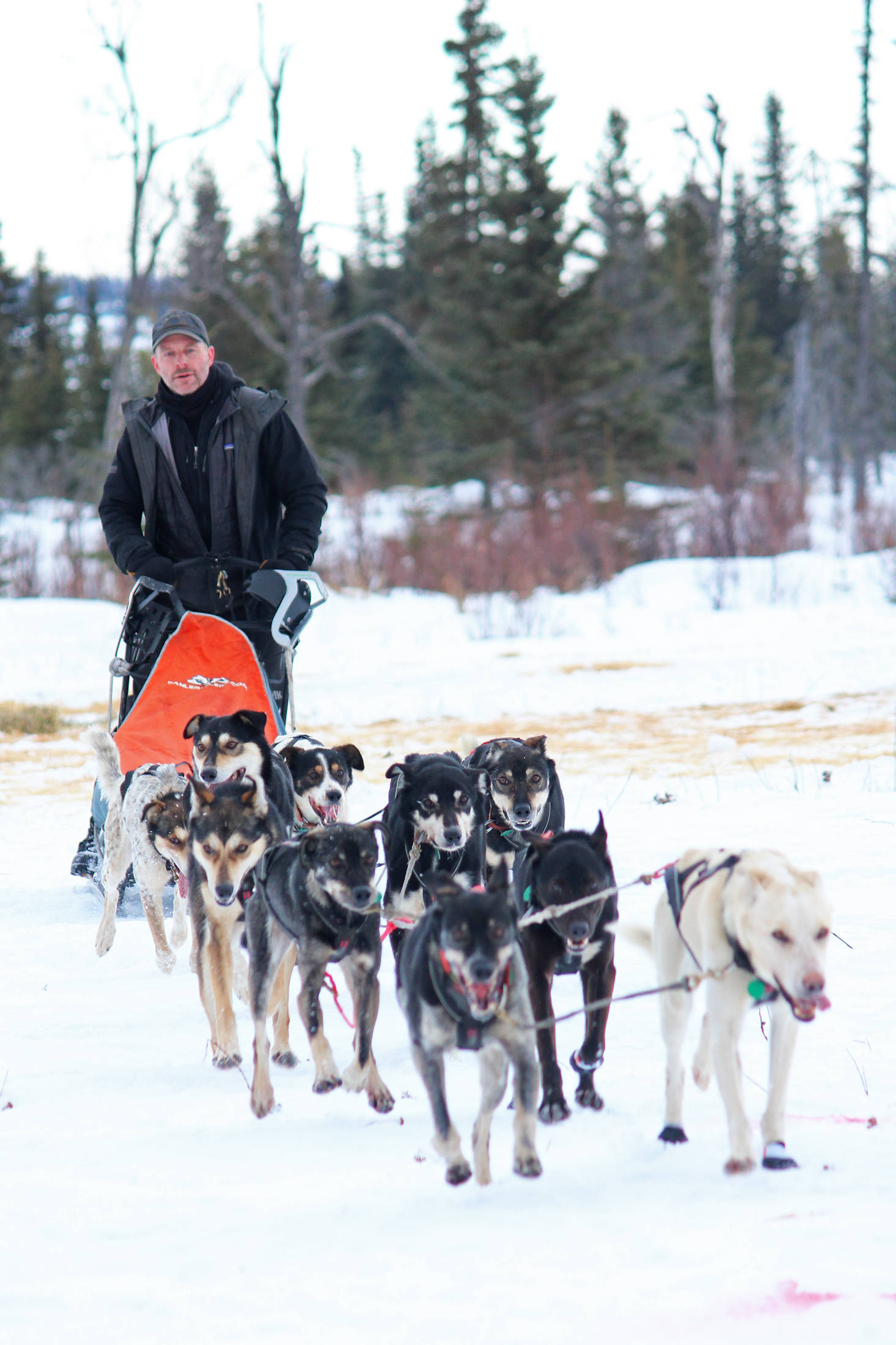 Musher Dave Turner pulls up to the finish line of the Tustumena 200 Sled Dog Race on Sunday, Jan. 27, 2019 at Freddie’s Roadhouse near Ninilchik, Alaska. Turner took first place in the race that takes dog teams throughout the Caribou Hills on the lower Kenai Peninsula. (Photo by Megan Pacer/Homer News)