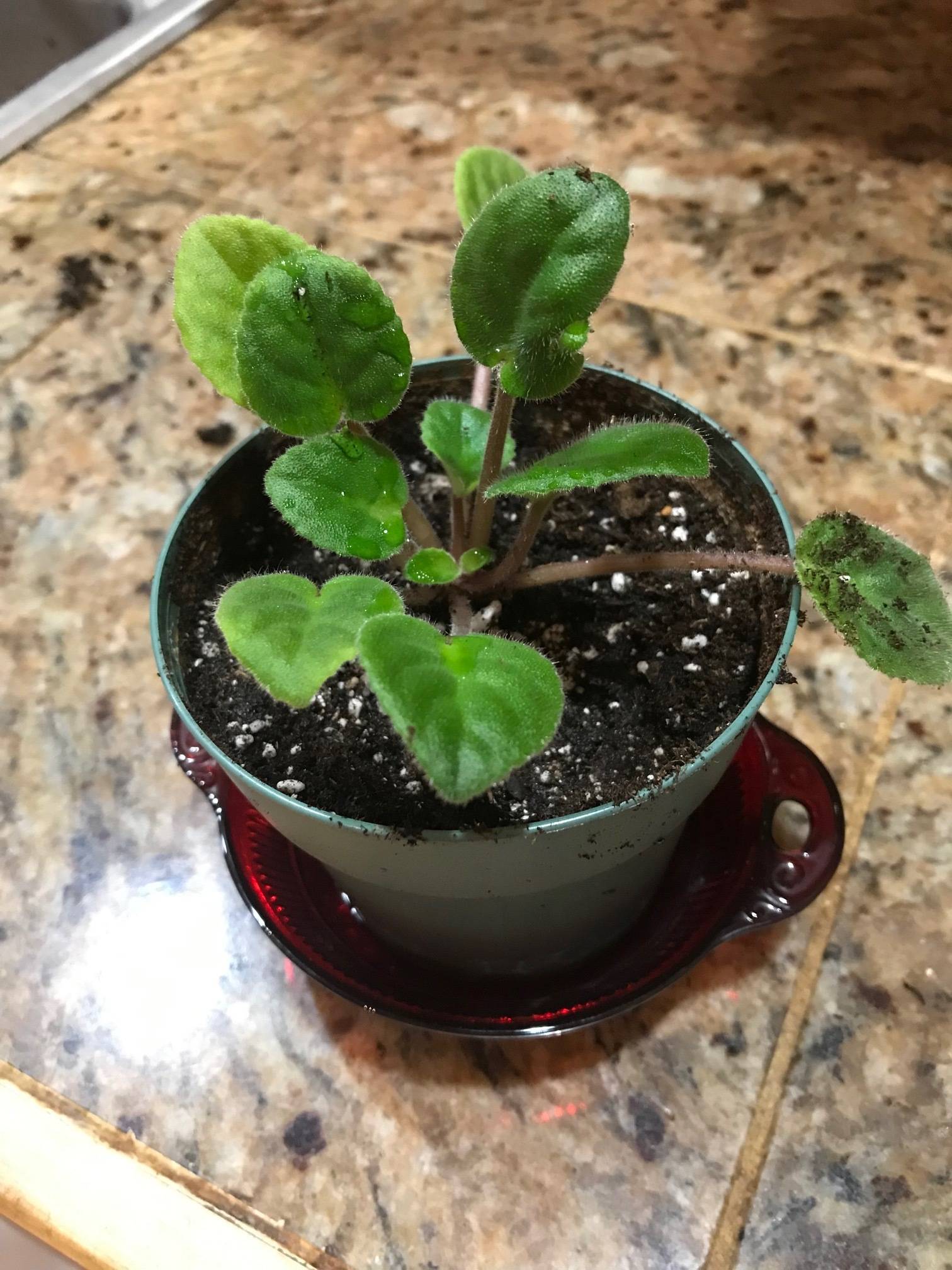 Here a separated African violet has a new home in its own pot, as seen at Rosemary Fitzpatrick’s home in Homer, Alaska, on Jan. 27, 2019. (Photo by Rosemary Fitzpatrick)