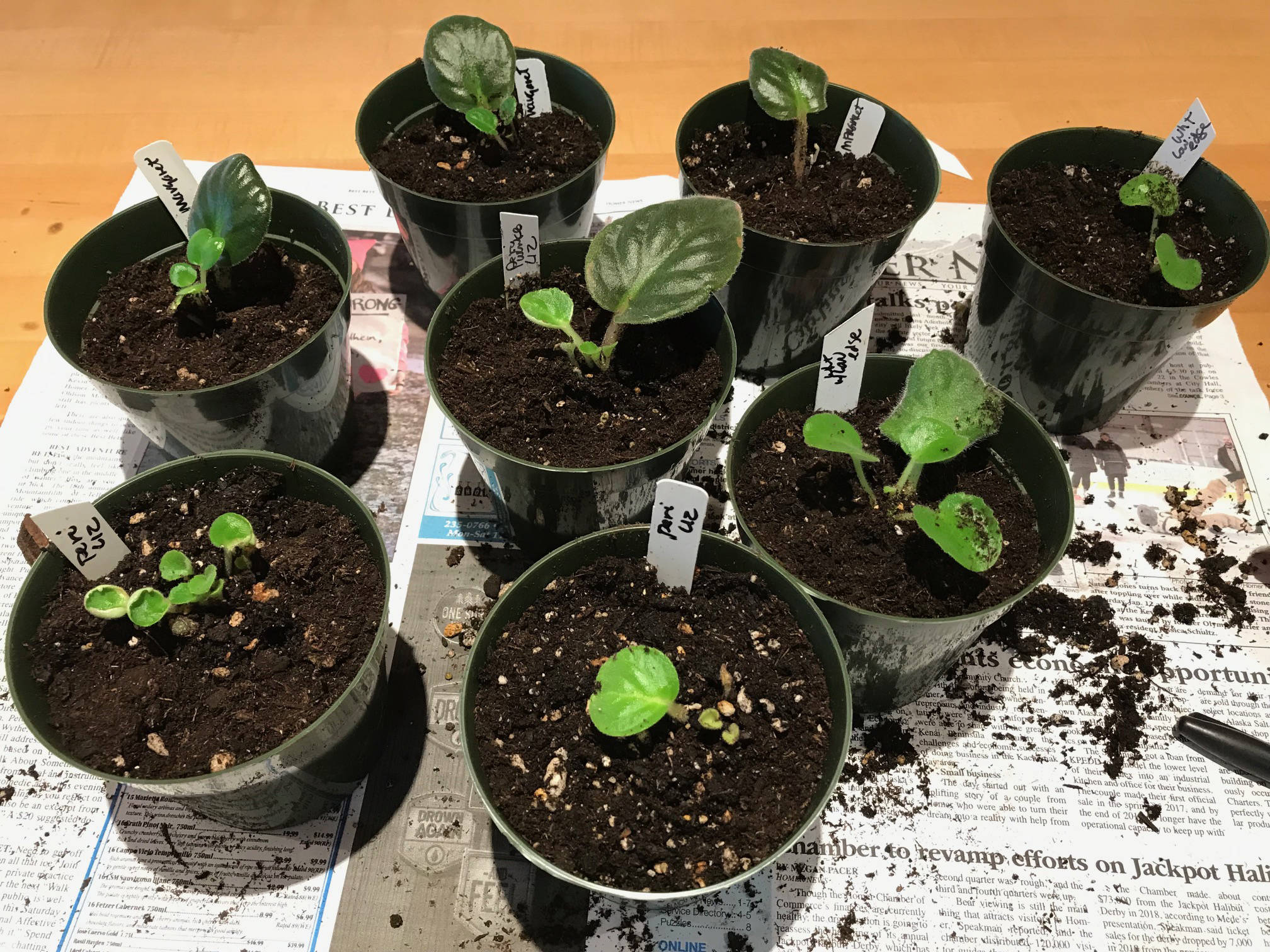 African violet seedlings have been started from leaf cuttings, as seen at Rosemary Fitzpatrick’s home in Homer, Alaska, on Jan. 27, 2019. (Photo by Rosemary Fitzpatrick)