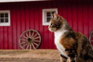 Pet of the Week: Barn cats