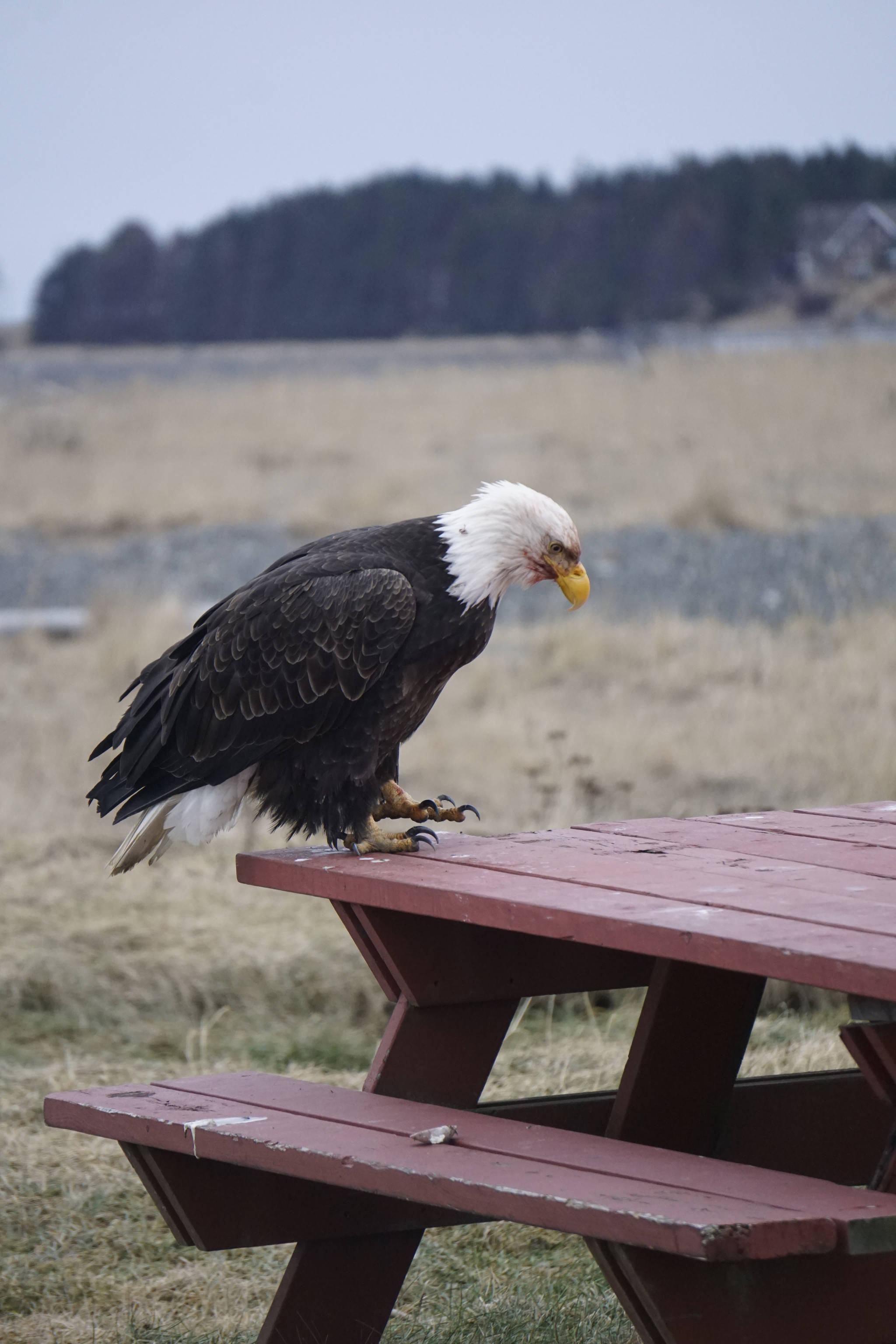 A bald eagle sits on a picnic table at Mariner Park on the Homer Spit on Jan. 28, 2019, in Homer, Alaska. This and other eagles had been feeding on a dead sea otter that washed up on the beach. (Photo by Michael Armstrong/Homer News)