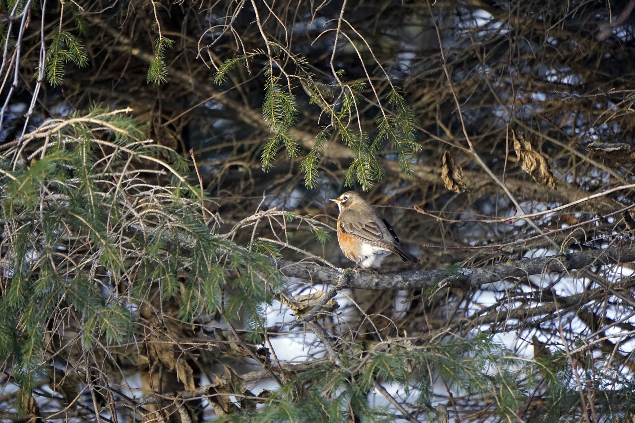 A juvenile robin feeds in spruce trees near Beluga Lake on Jan. 8, 2019, in Homer, Alaska. (Photo by Michael Armstrong/Homer News)