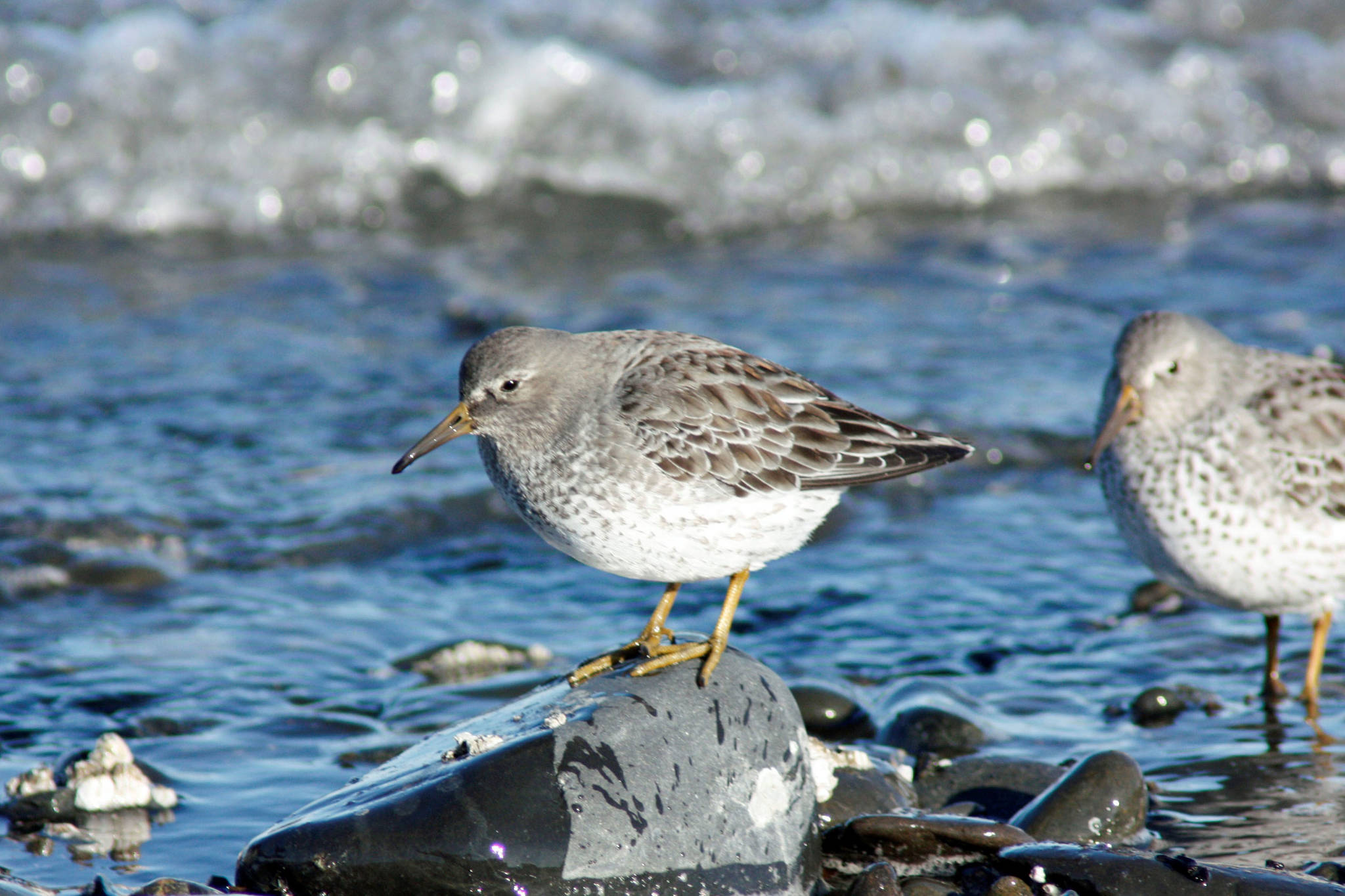 A rock sandpiper forages among ice on the Homer Spit in February 2012 in Homer, Alaska (Photo by George Matz)