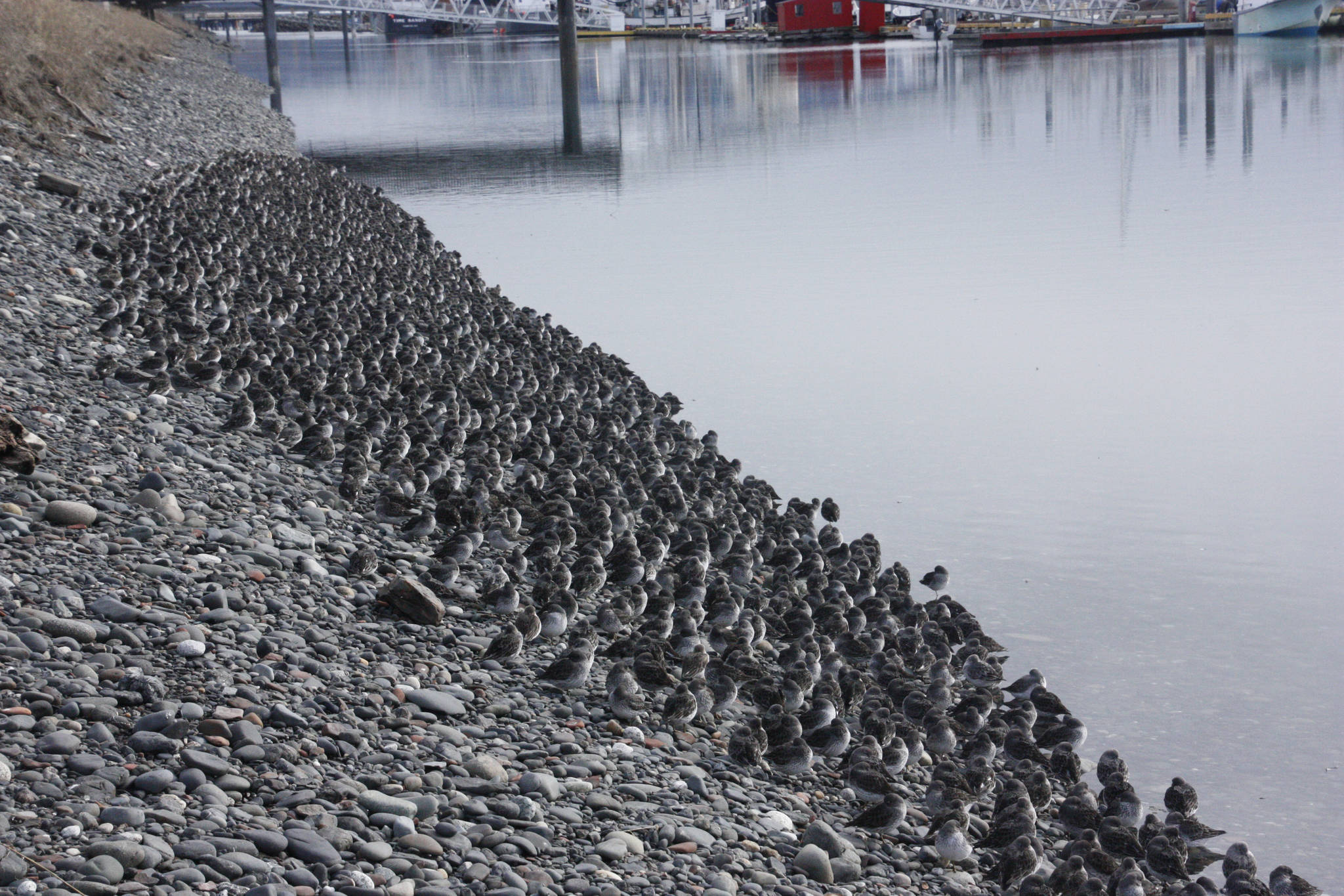 A flock of rock sandpipers roost at the Homer Harbor in March of 2016 in Homer, Alaska. (Photo by George Matz)