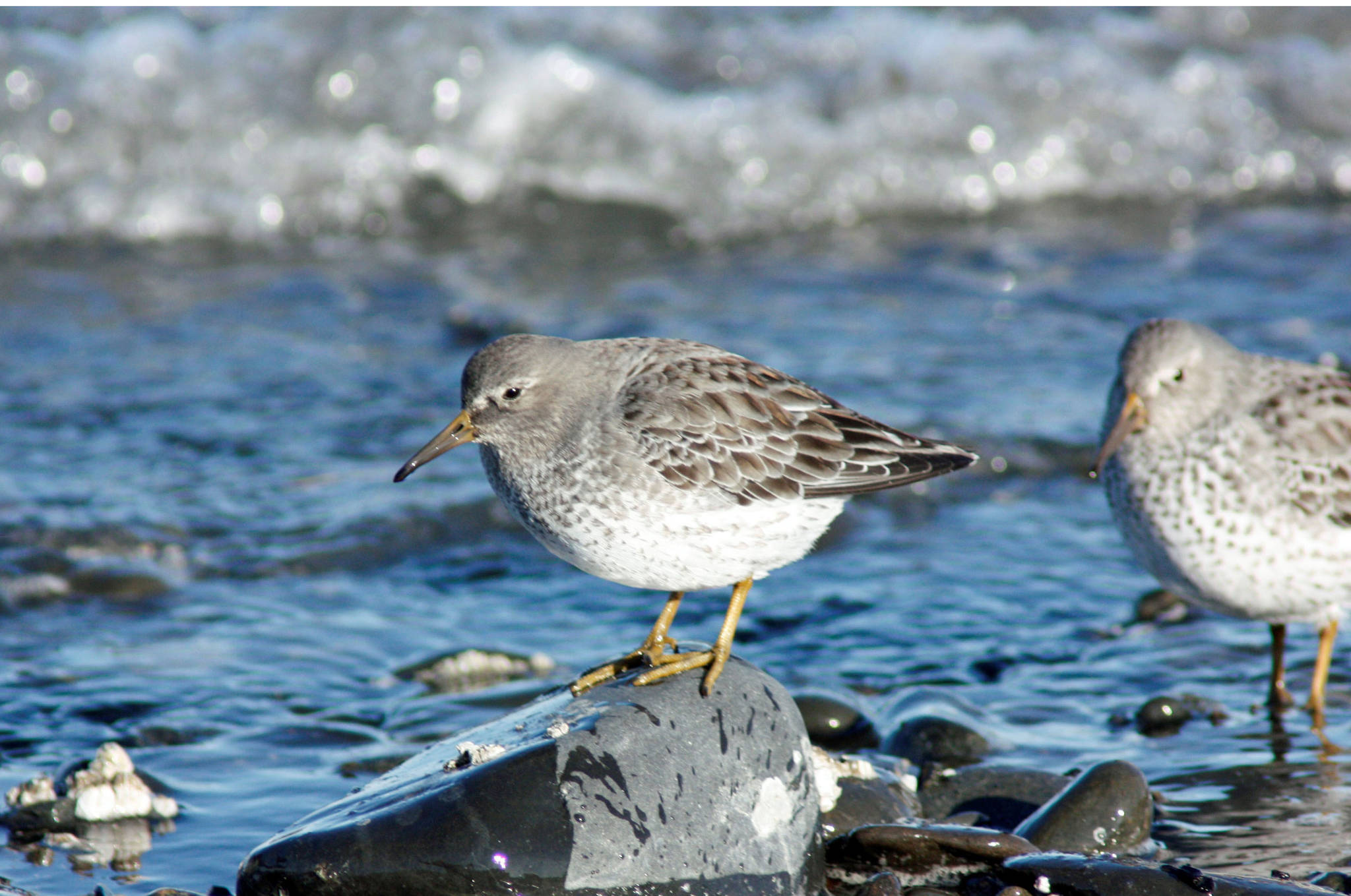 A rock sandpiper forages among ice on the Homer Spit in February 2012 in Homer, Alaska (Photo by George Matz)