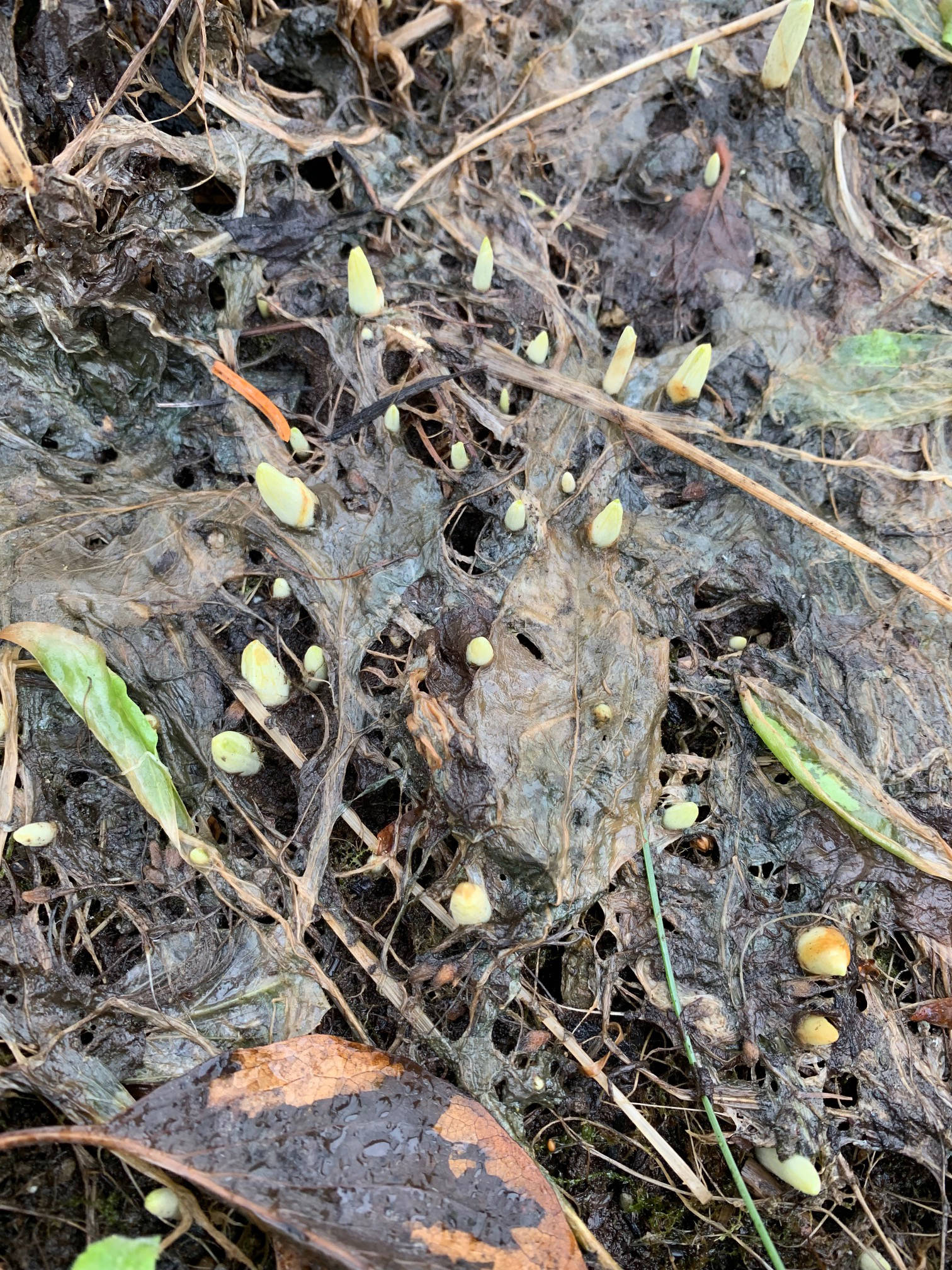 ”This may not be the most colorful photo, but I hope the promise of crocus breaking ground and seeking their destiny will cradle your soul and warm your heart,” the Kachemak Gardener writes of crocus emerging at her garden on March 8, 2019, in Homer, Alaska. (Photo by Rosemary Fitzpatrick/Homer News)