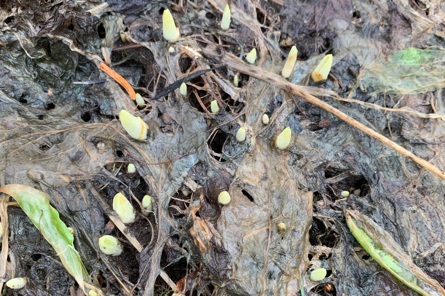 “This may not be the most colorful photo, but I hope the promise of crocus breaking ground and seeking their destiny will cradle your soul and warm your heart,” the Kachemak Gardener writes of crocus emerging at her garden on March 8, 2019, in Homer, Alaska. (Photo by Rosemary Fitzpatrick/Homer News)